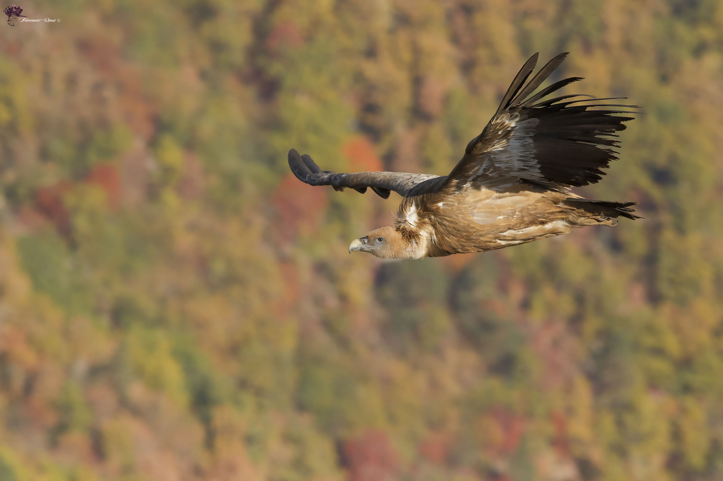 Griffin in the colors of Autumn