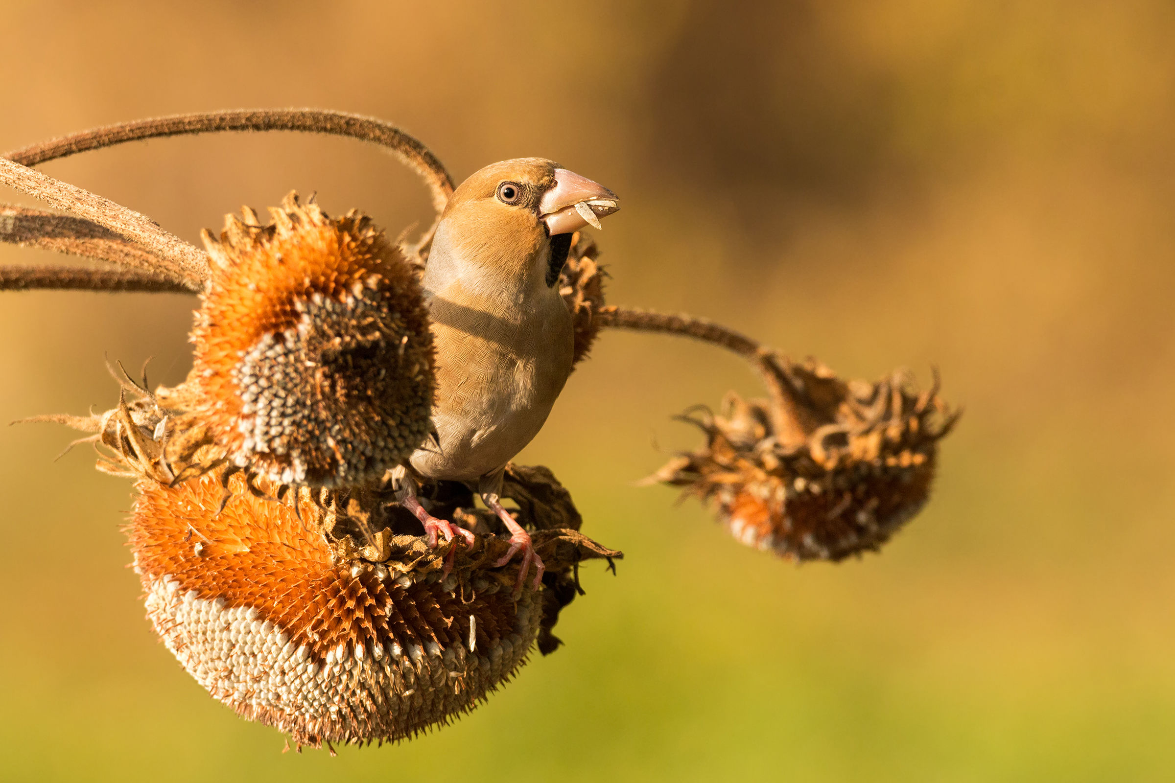 the frost on the sunflowers