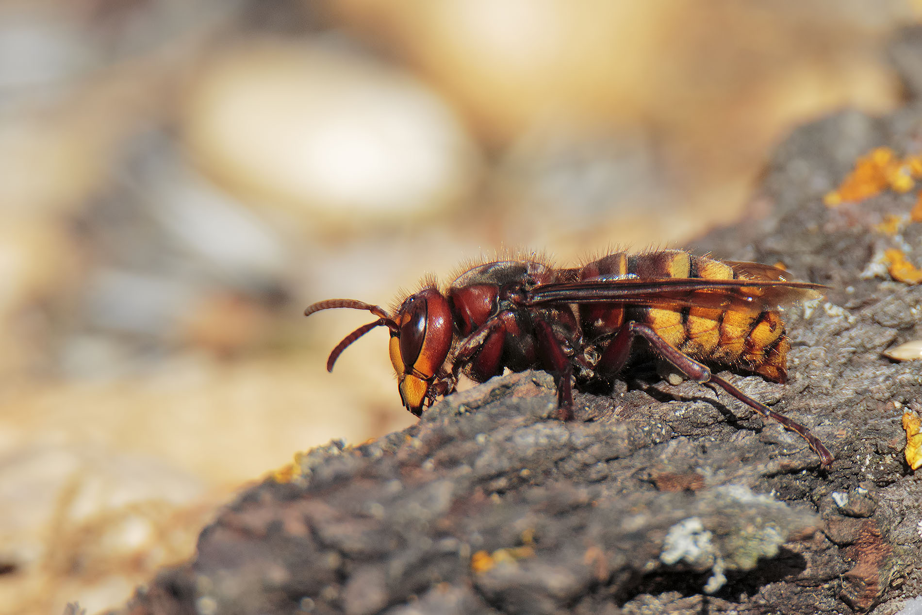 Vespa crabro or Calabrone