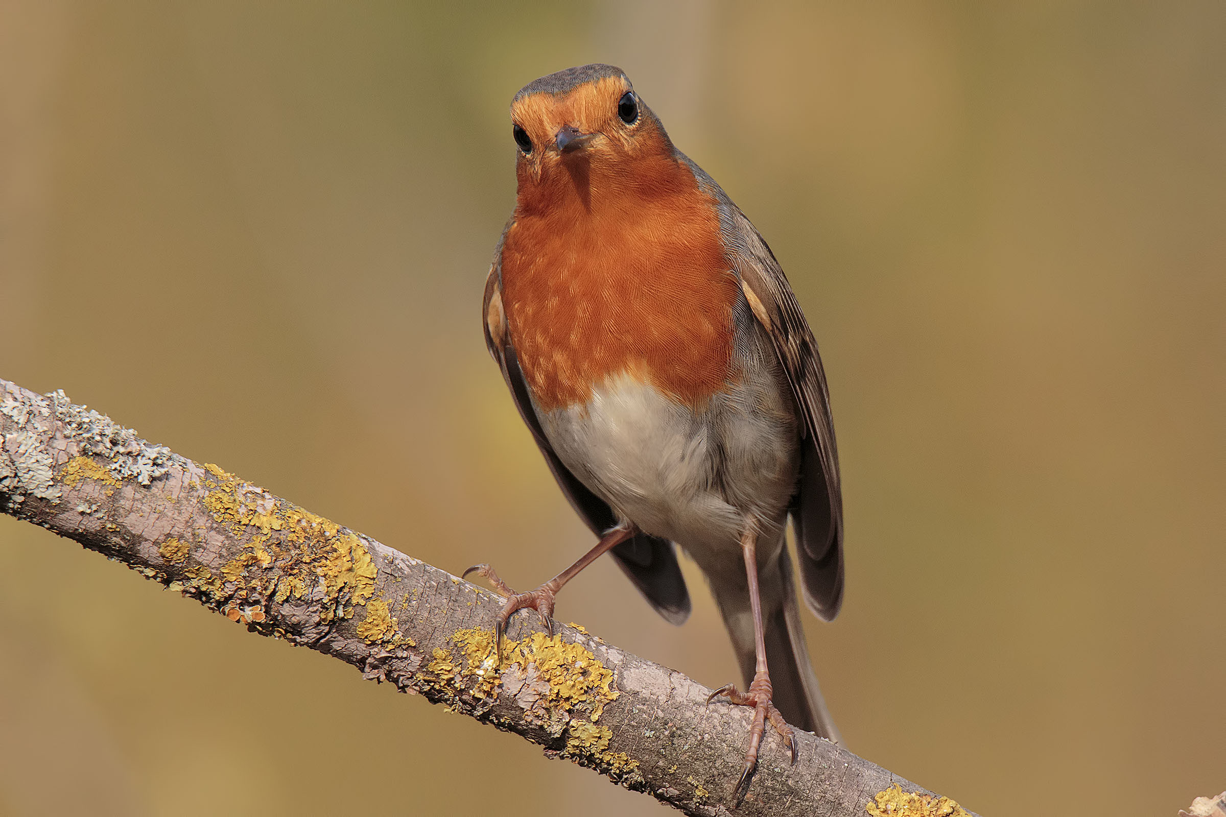 This time you removed the plug from the zoom .... Bravo !!!!