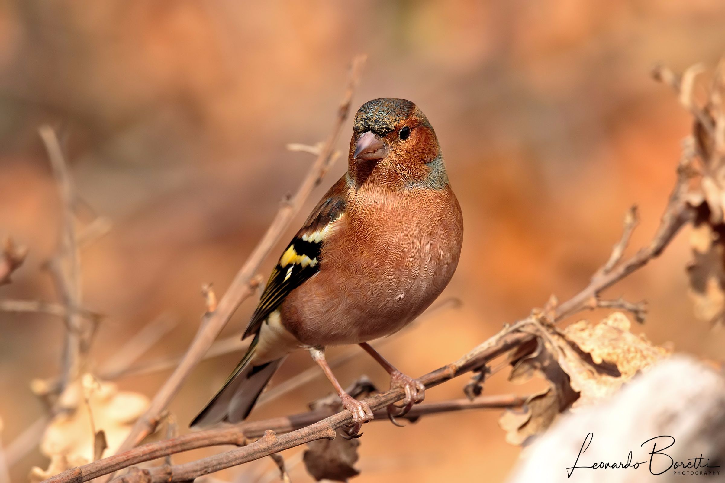 Finch