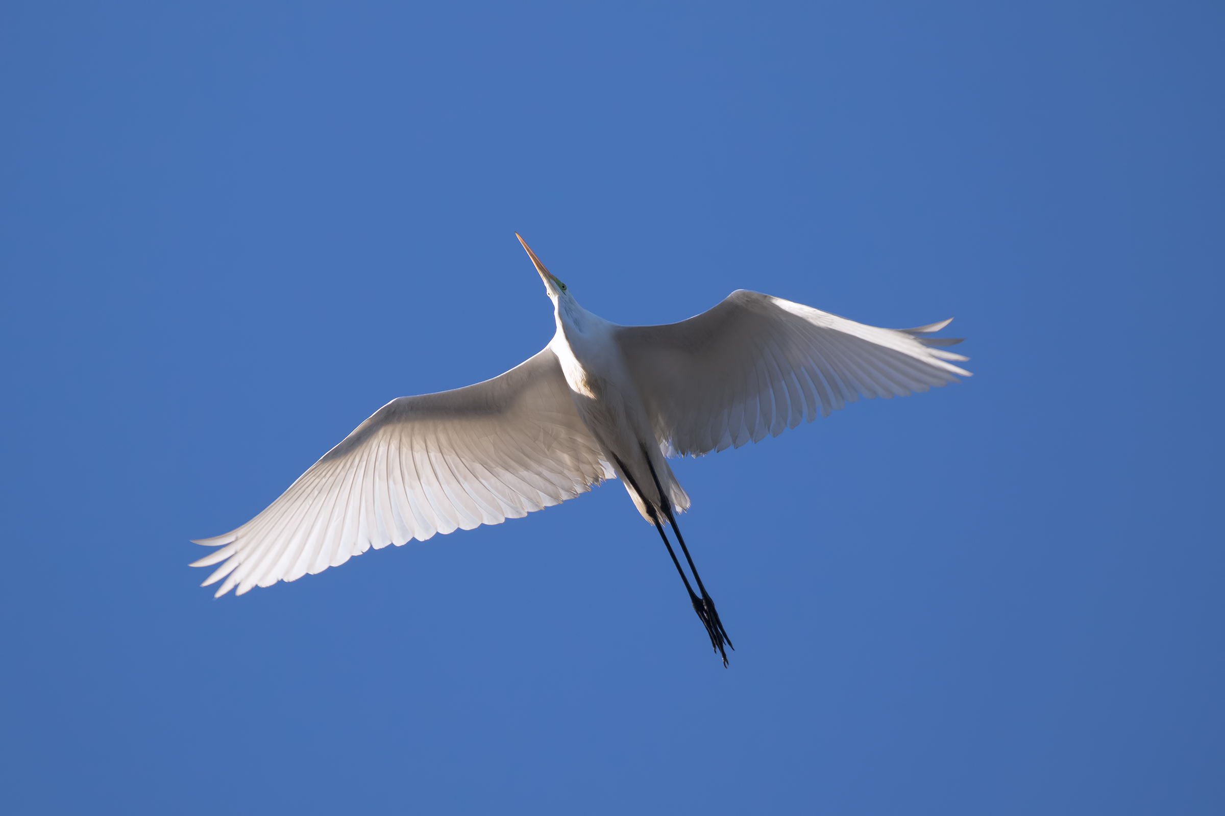 Big White Heron