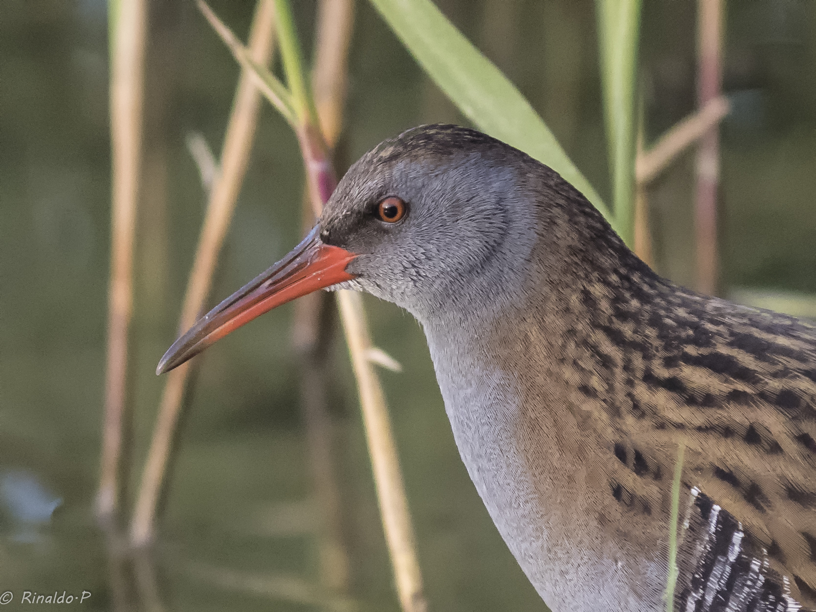 Water Rail