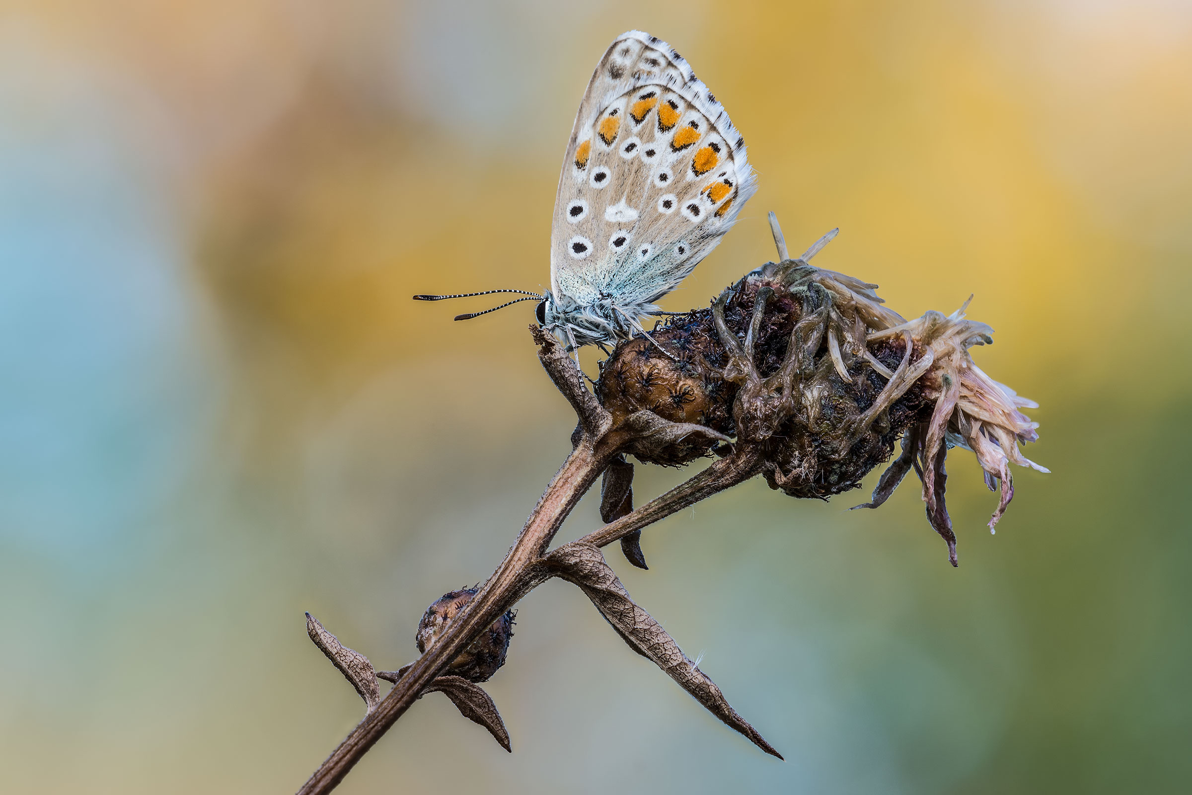 Tra i colori dell'autunno