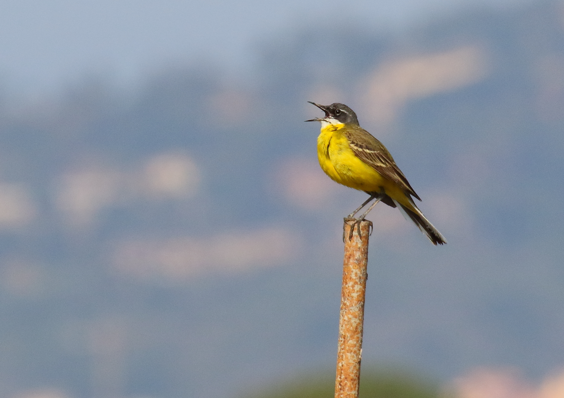 Yellow Wagtail