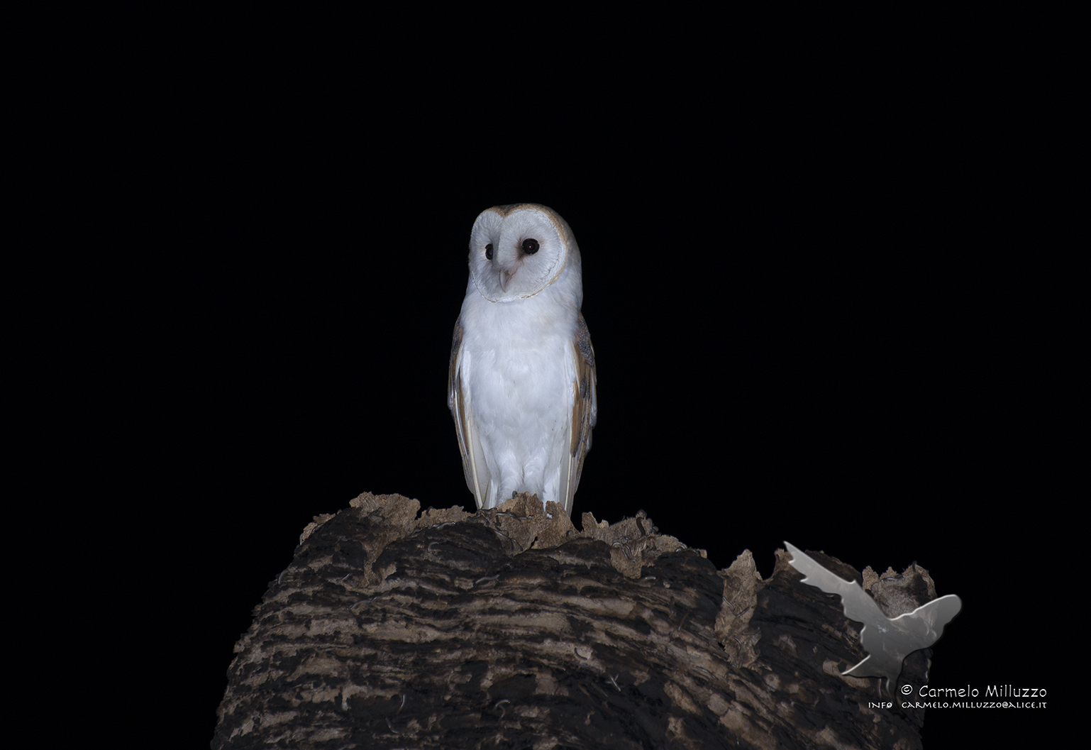 Tyto alba _Barbagianni_