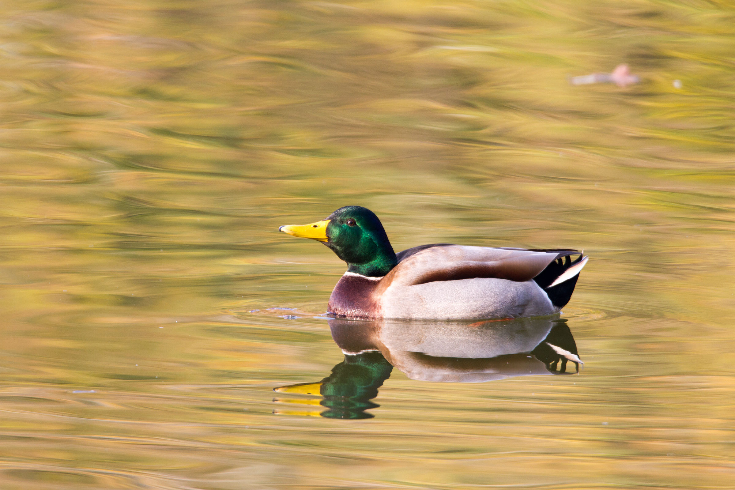 Mallard