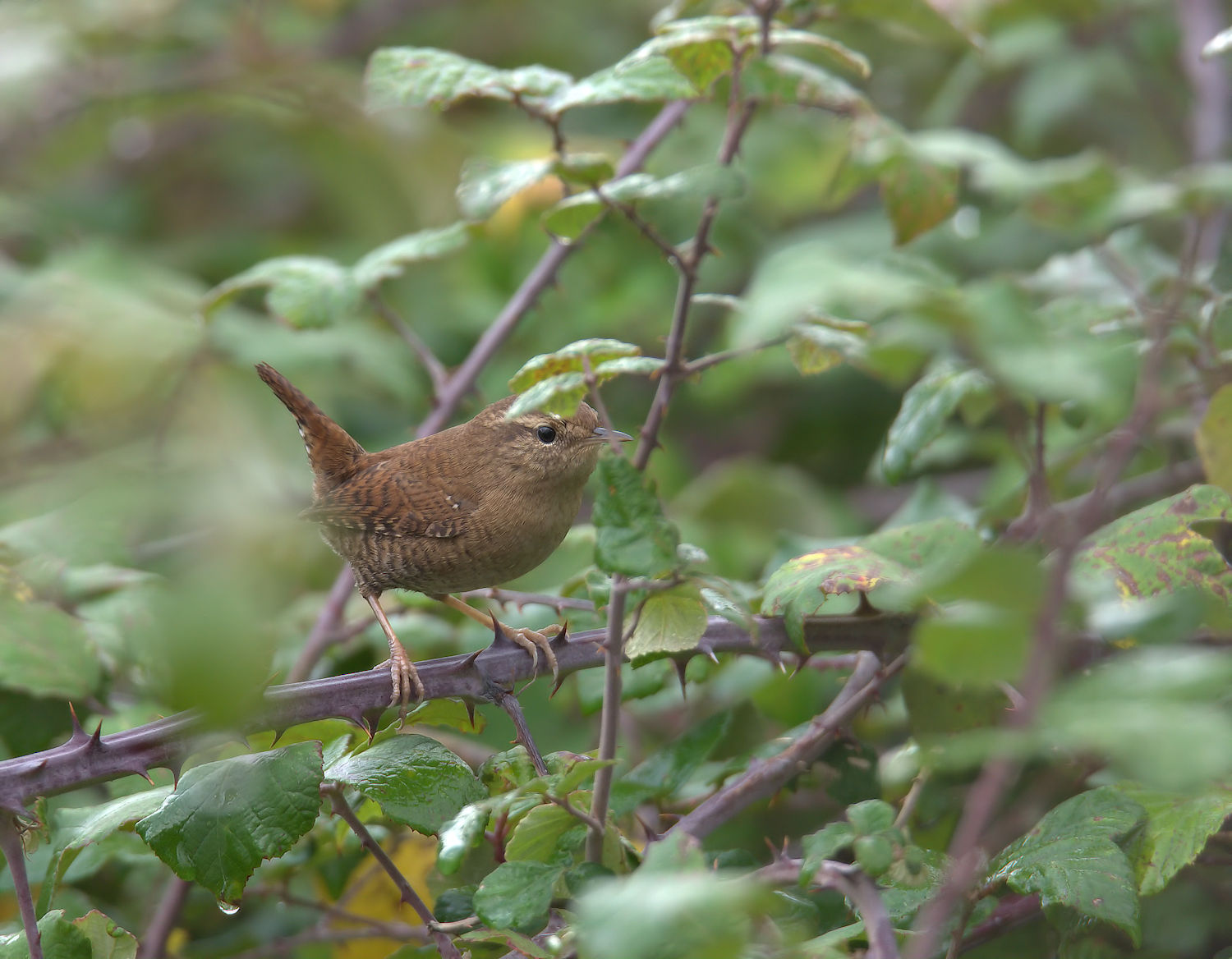 Wren