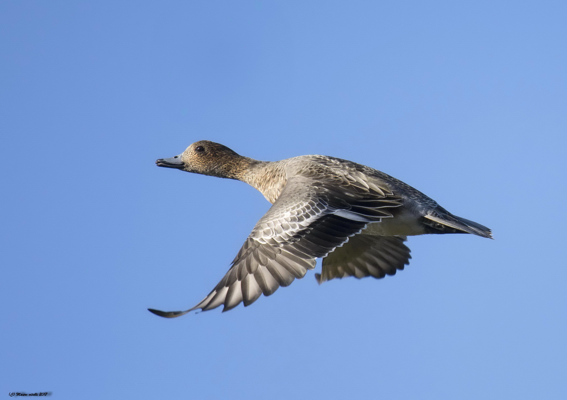 Fischione female ... smiling