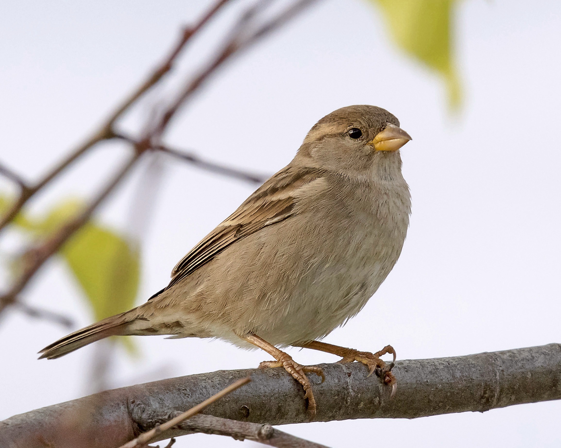 Sparrow
