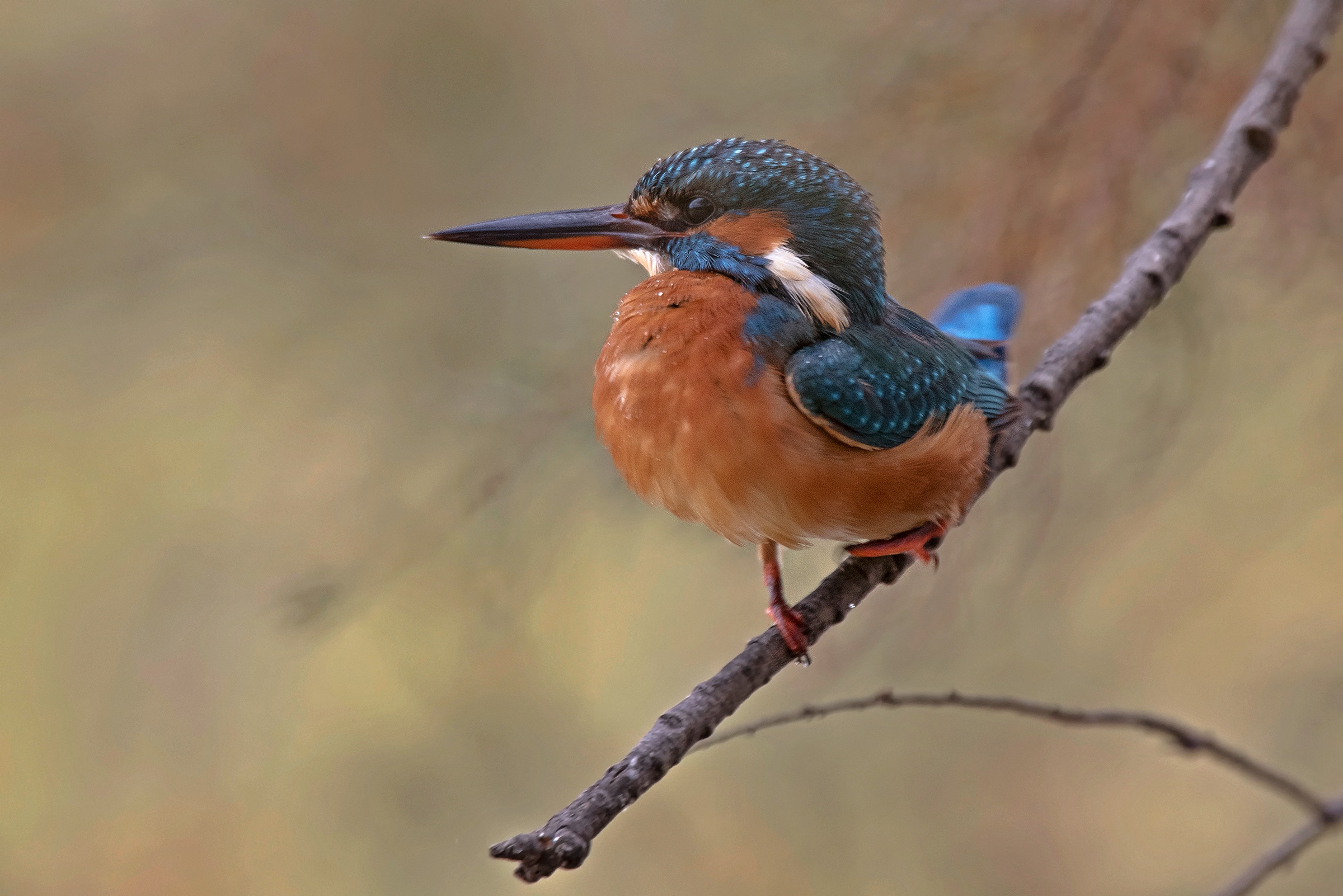 La giravolta della Martina