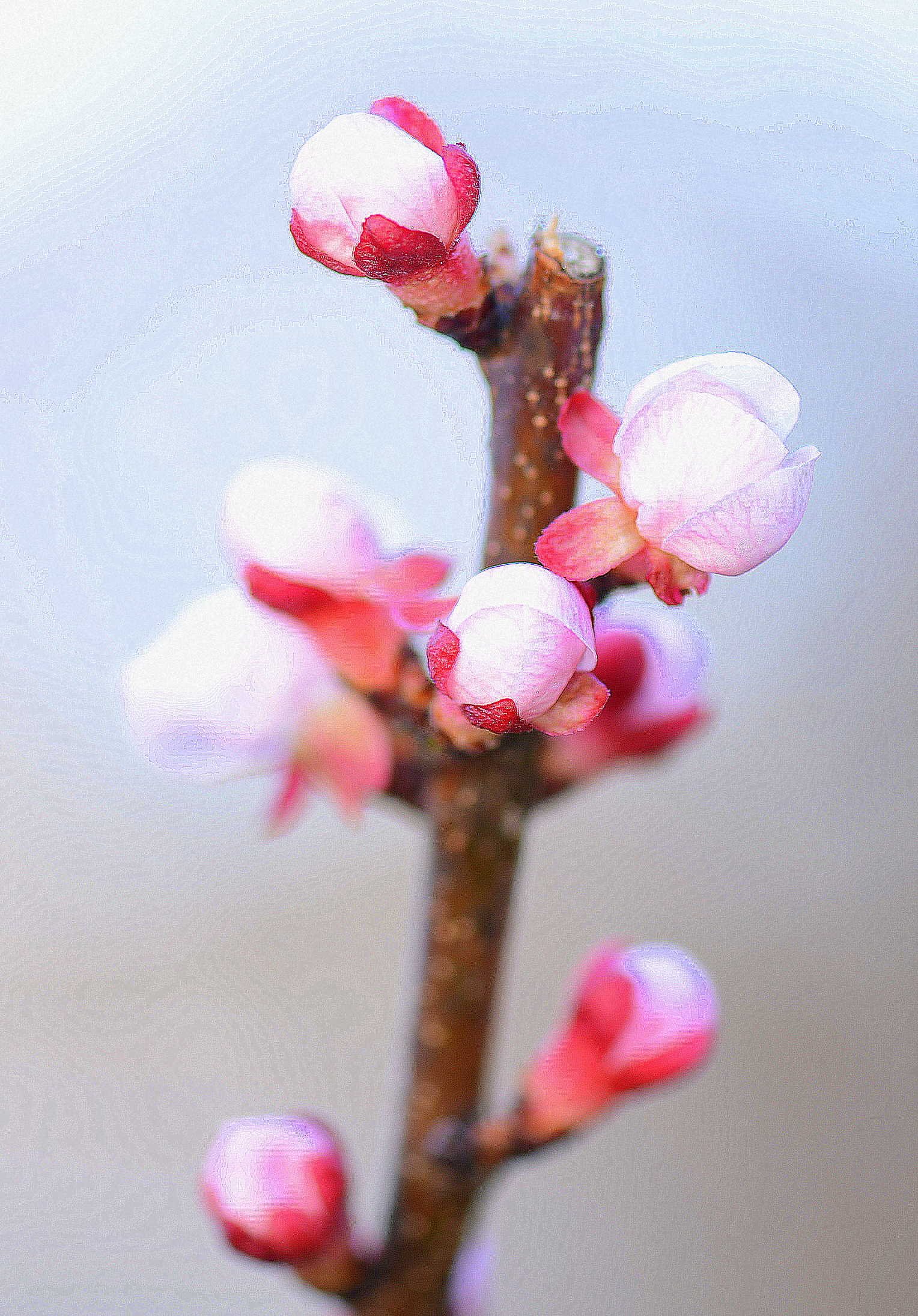 peach buds