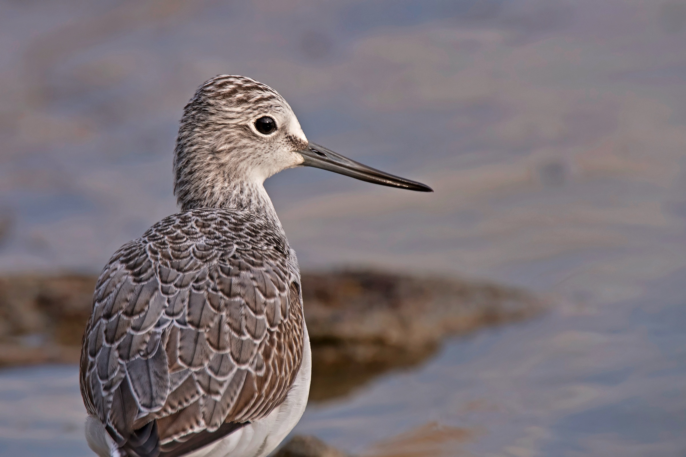 Pantana - Ritratto -