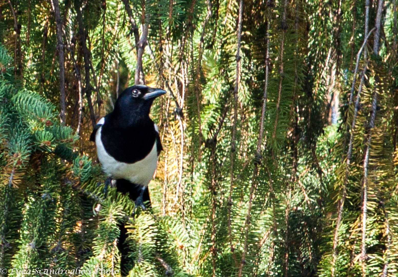 Magpie?