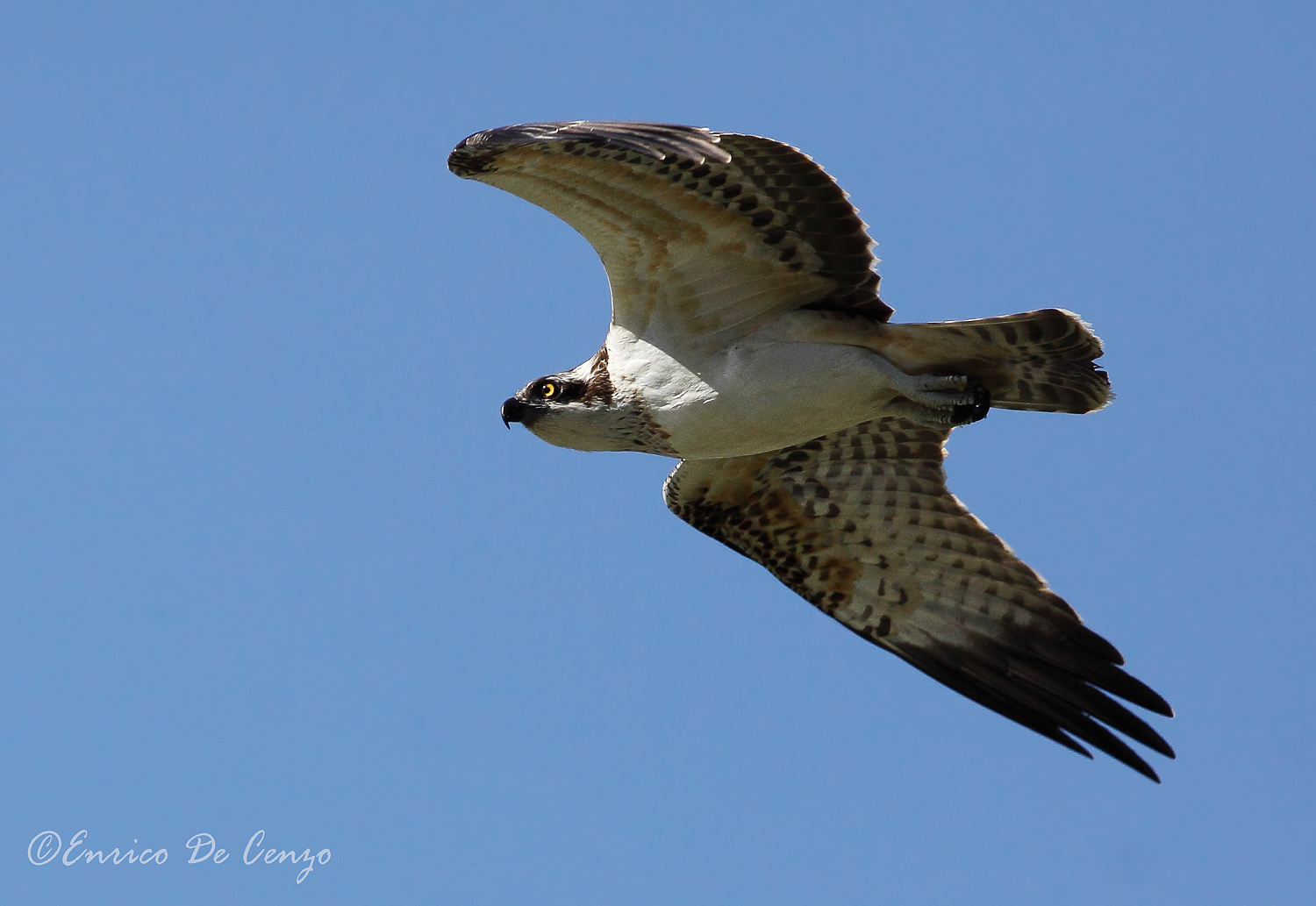 Osprey