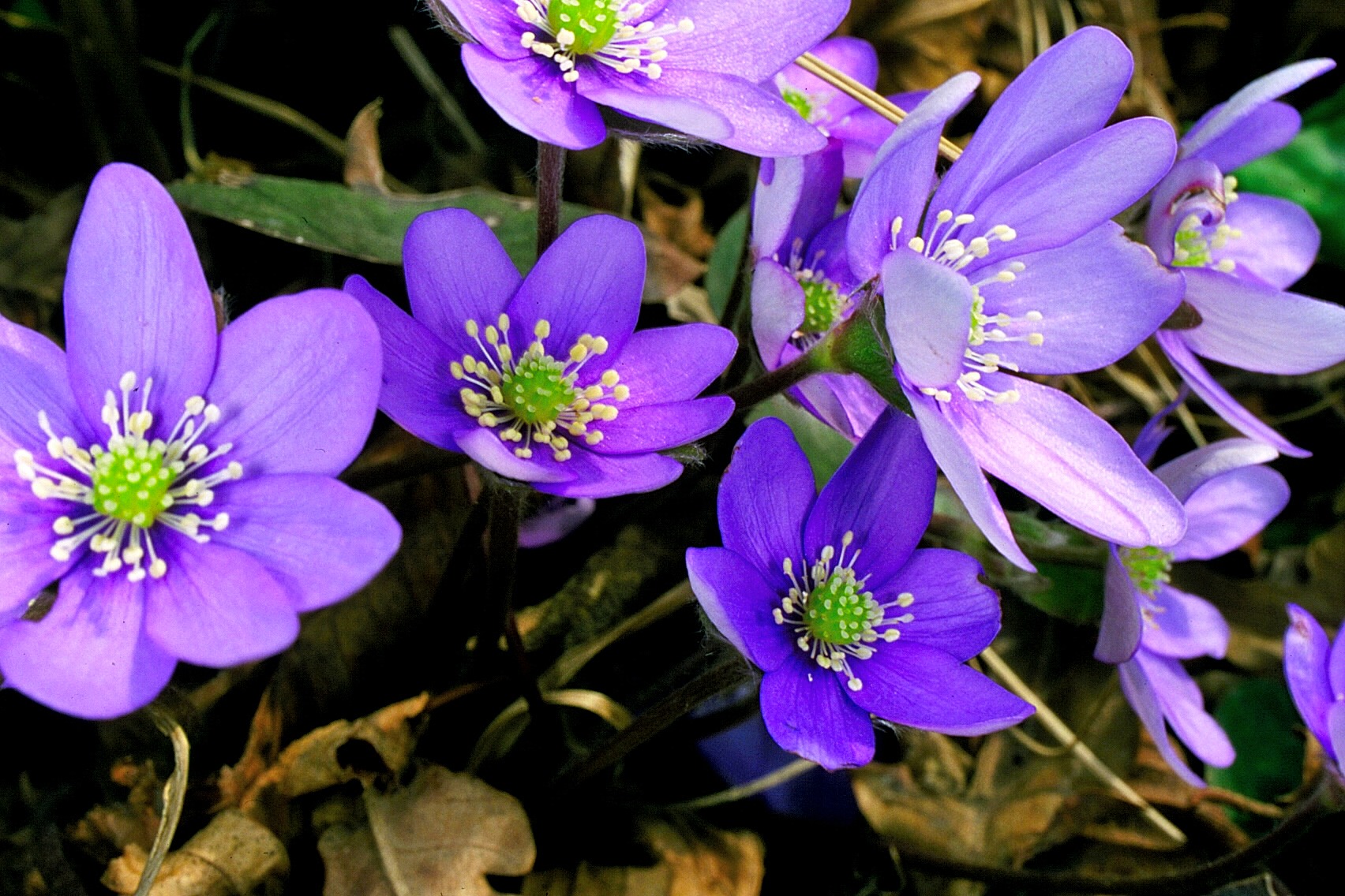hepatica nobilis
