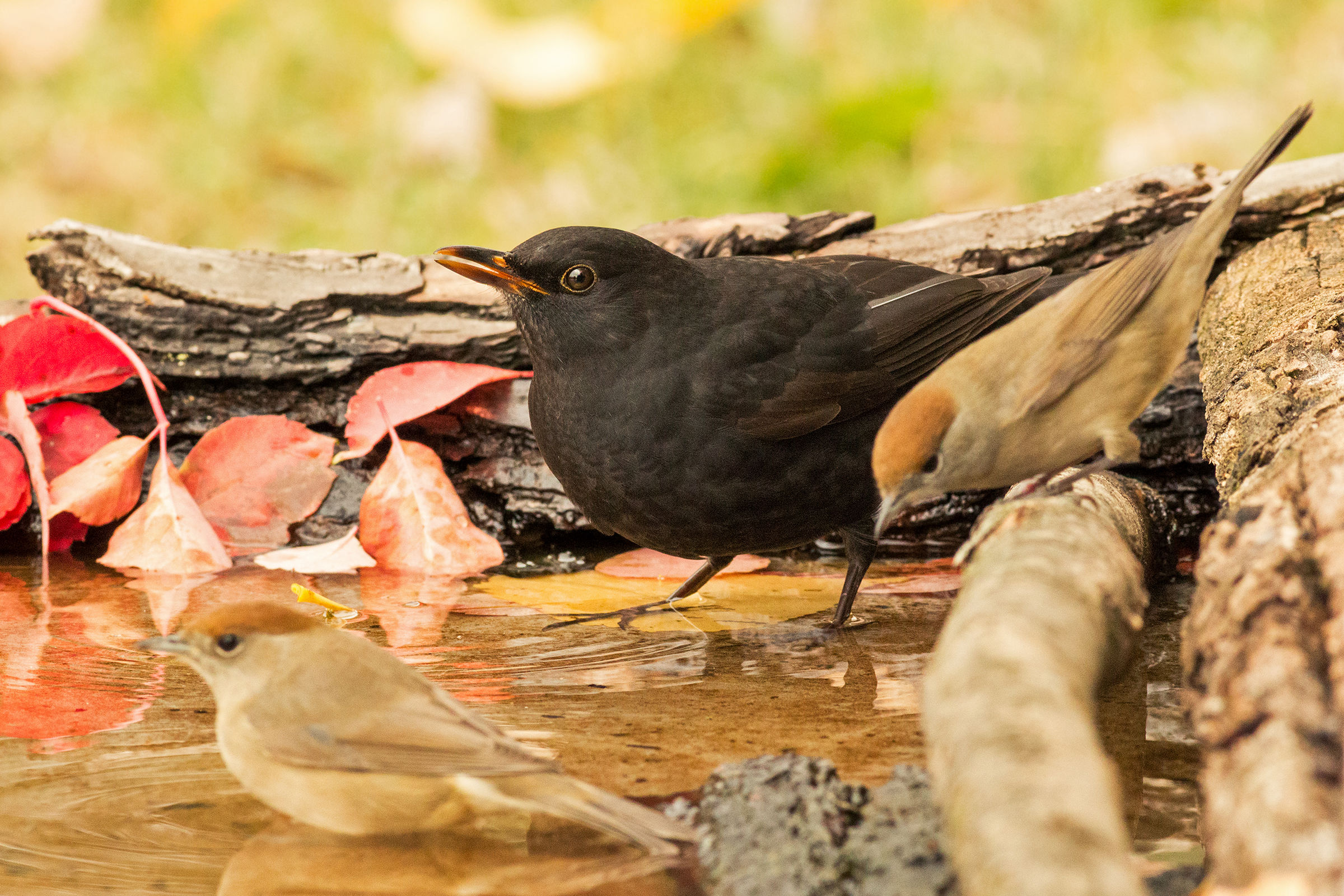 the immature and the captain