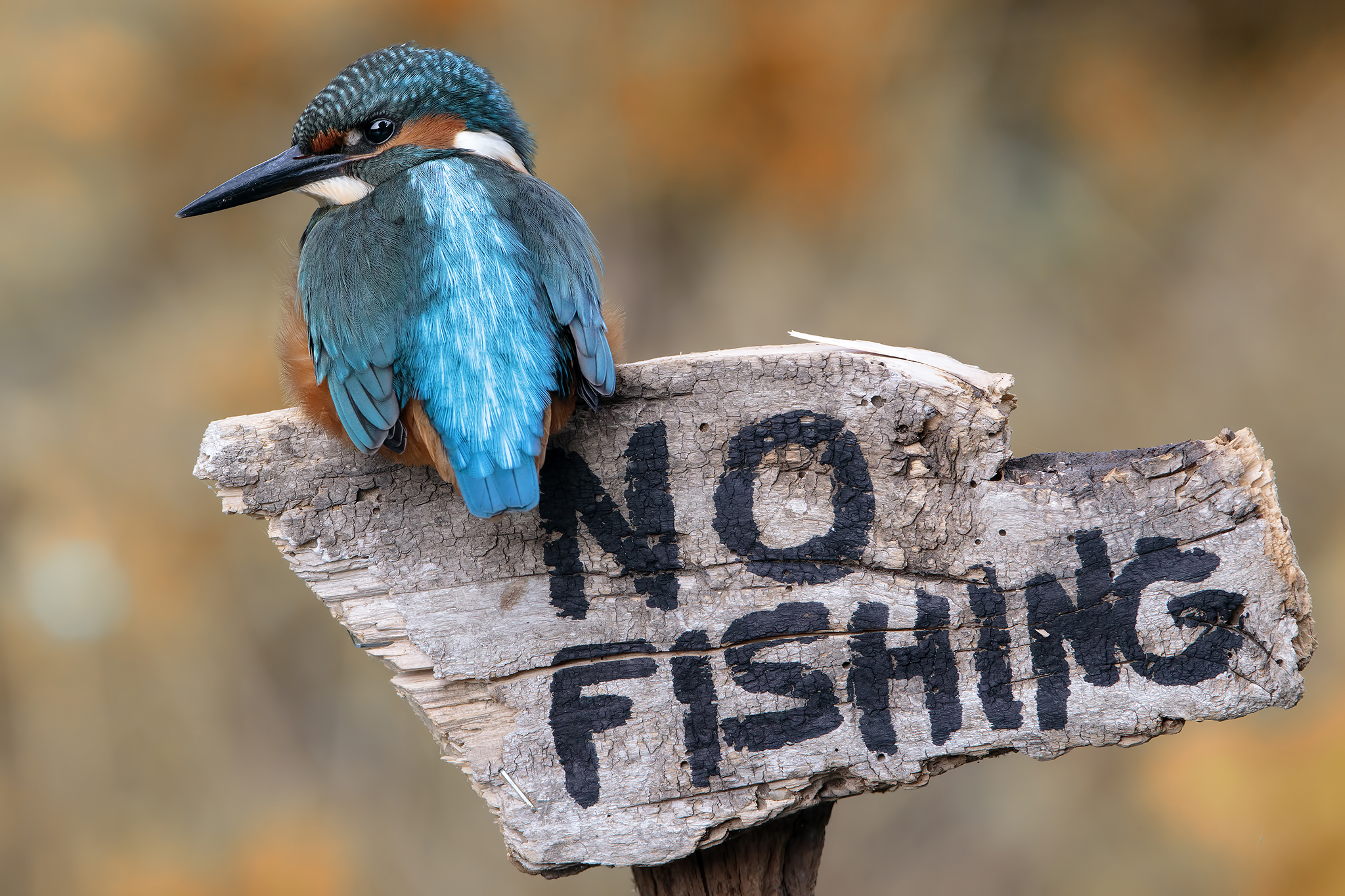 No king no fishing no party!