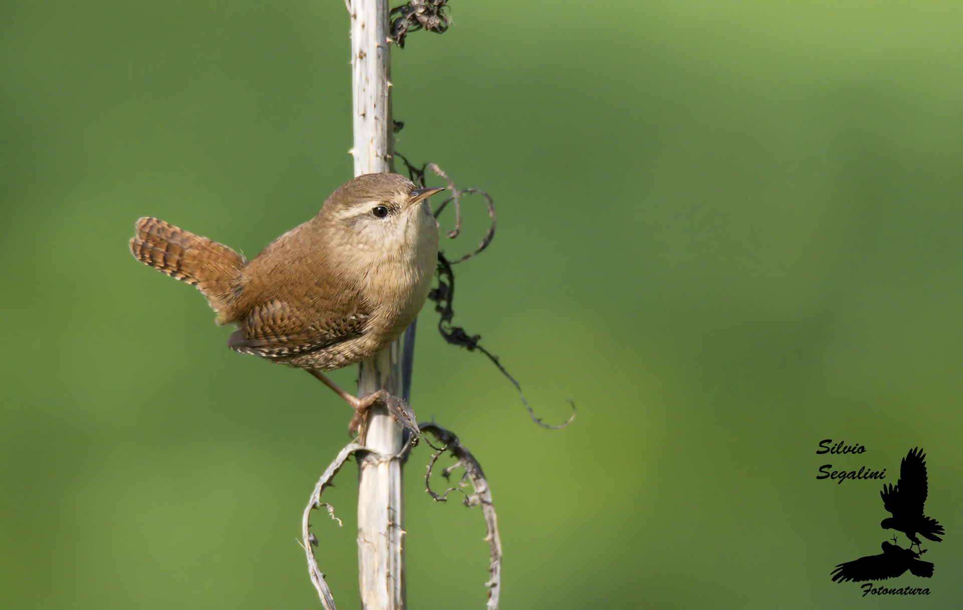 Wren