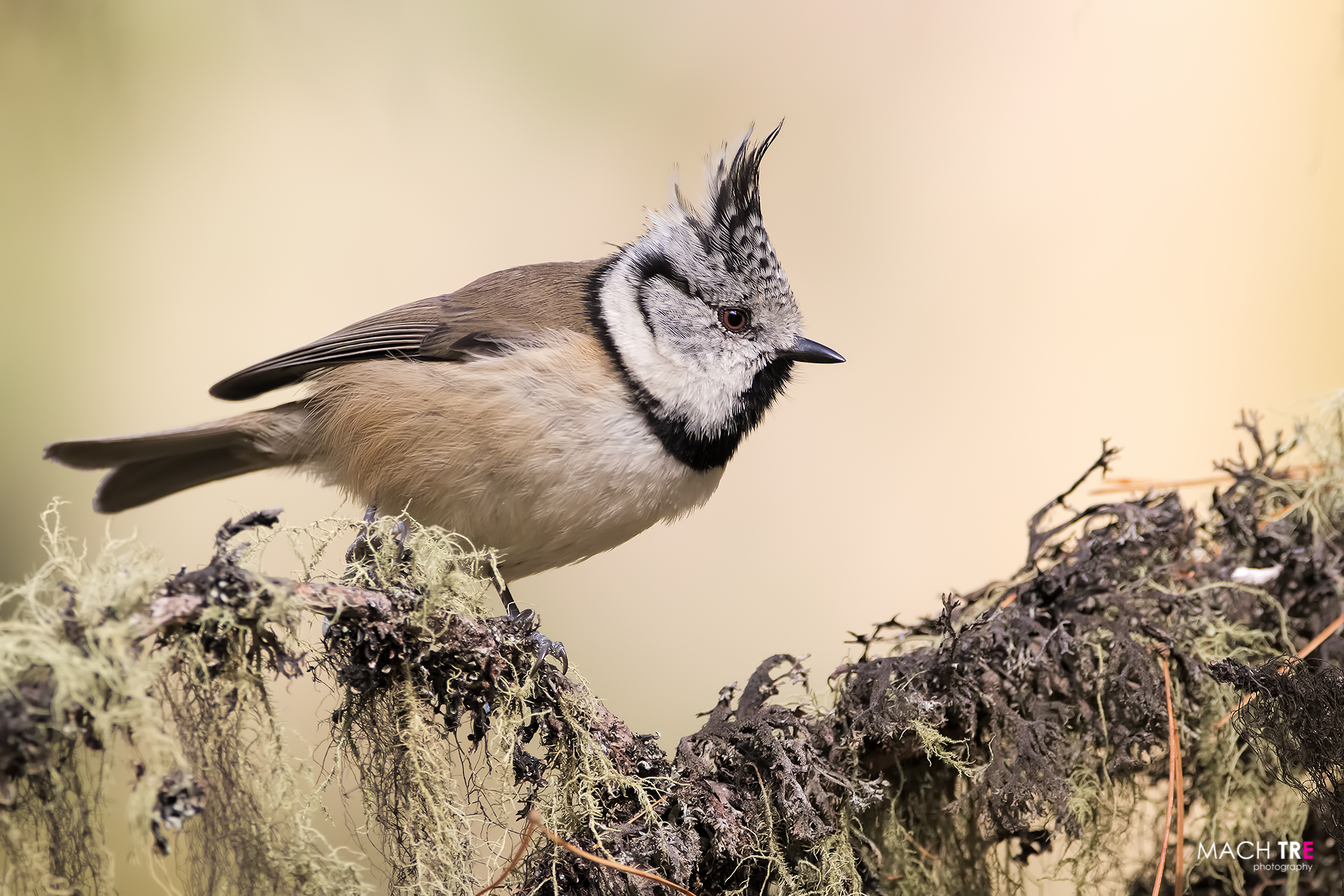 Cincia dal ciuffo (Lophophanes cristatus)