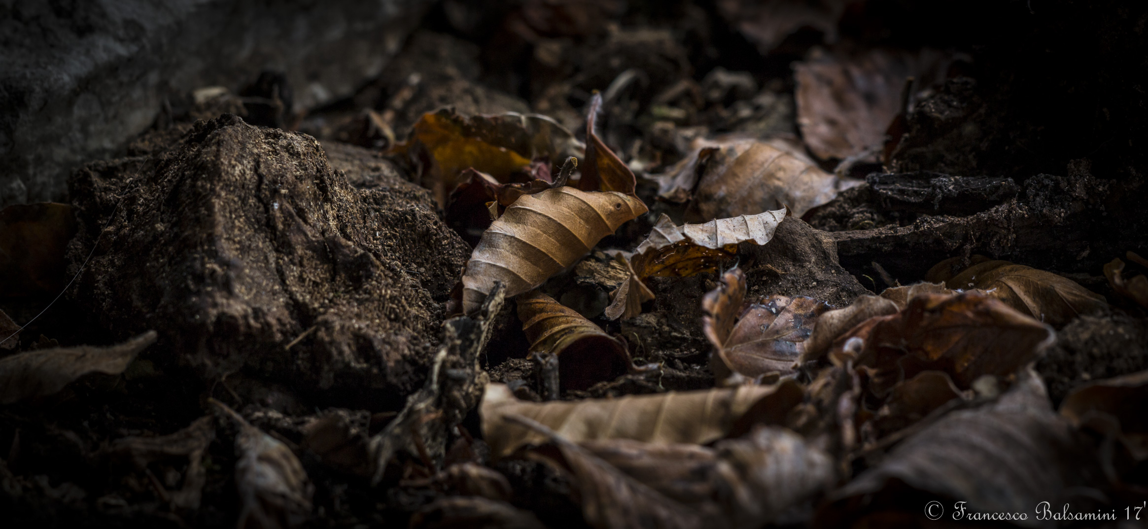 Le forme dell'autunno