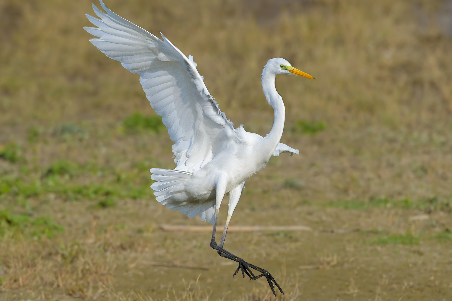 The White Landing..2 ..