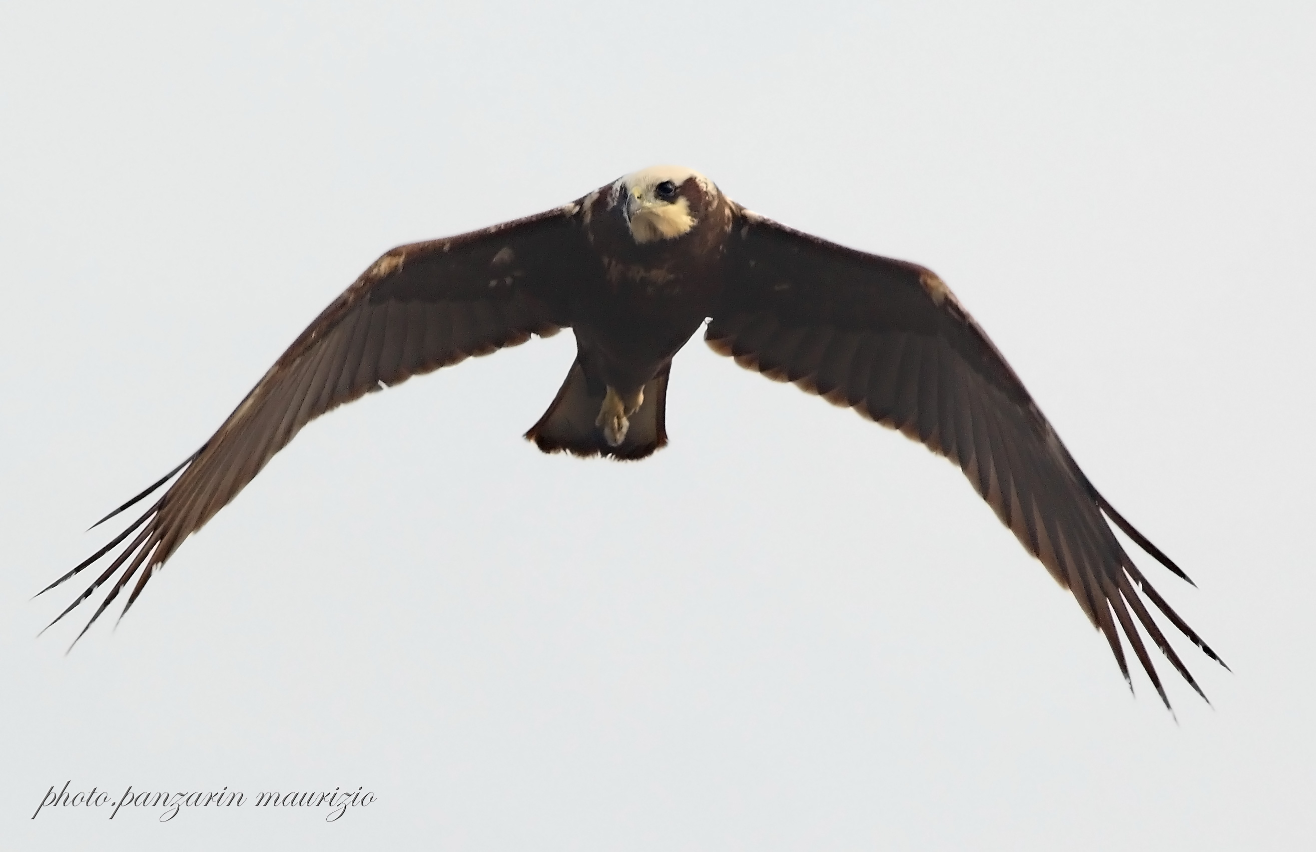 Marsh Harrier