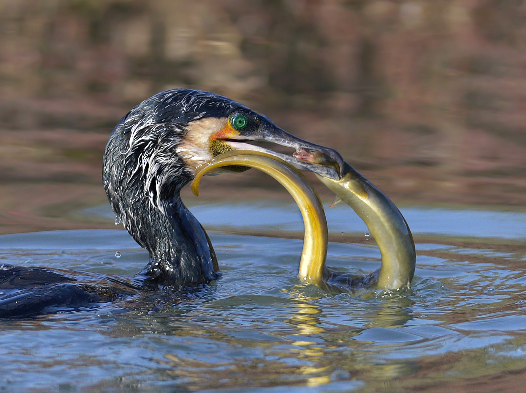 Cormorant with eel, Orbetello lagoon
