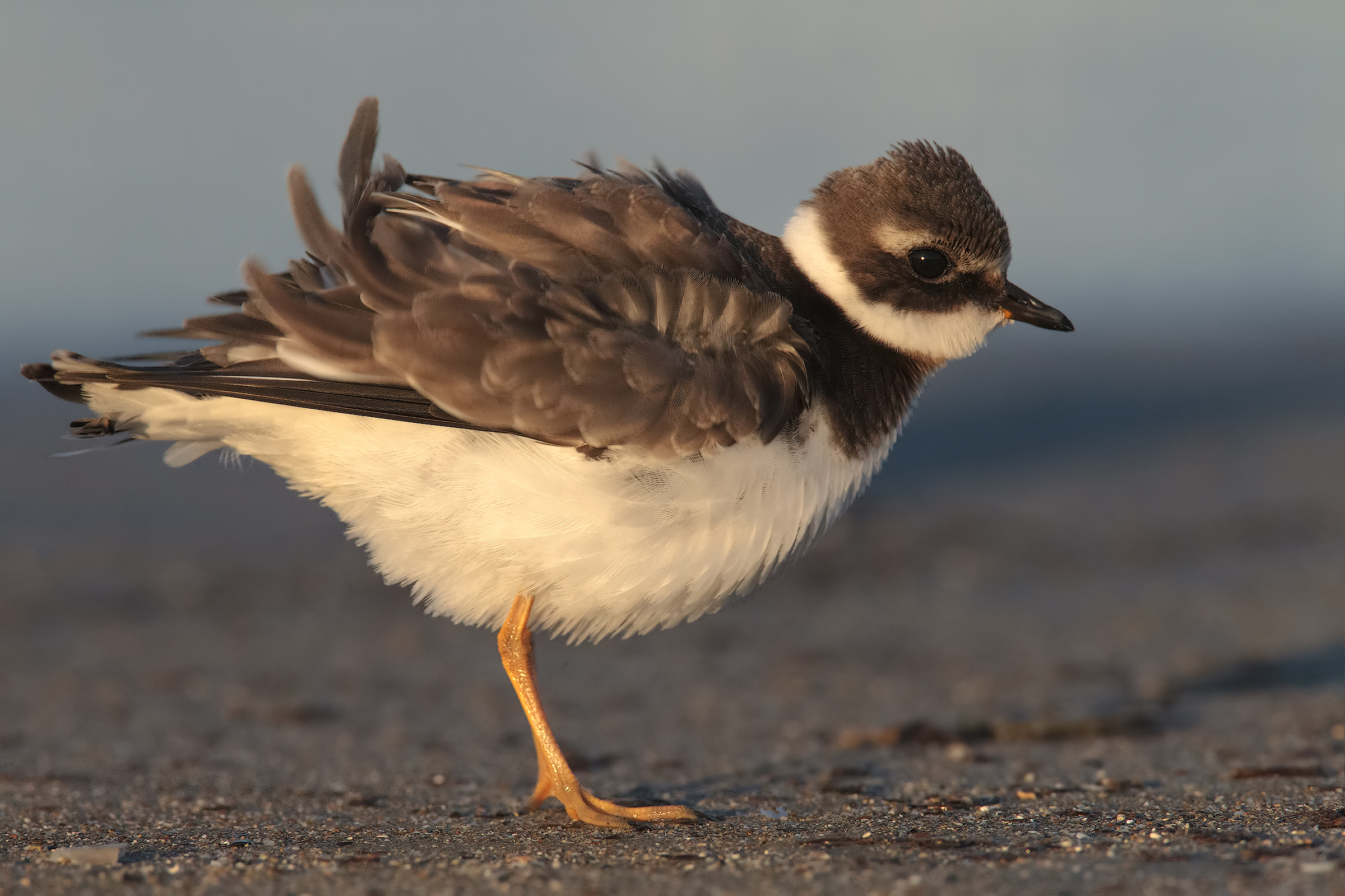 courier big disheveled