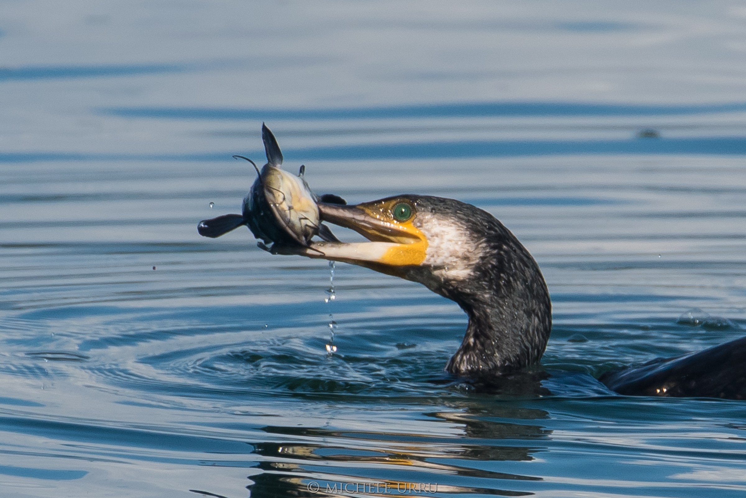 Fine di un pesce gatto