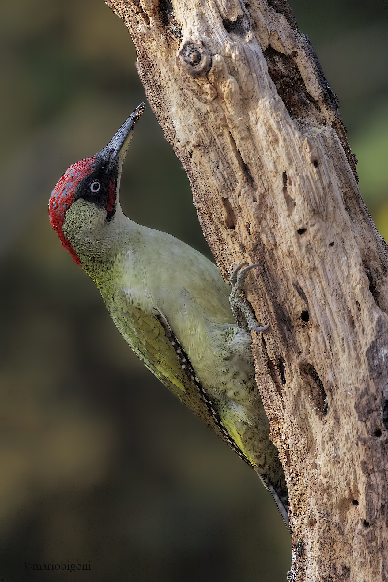 picchio verde rivisto in pp