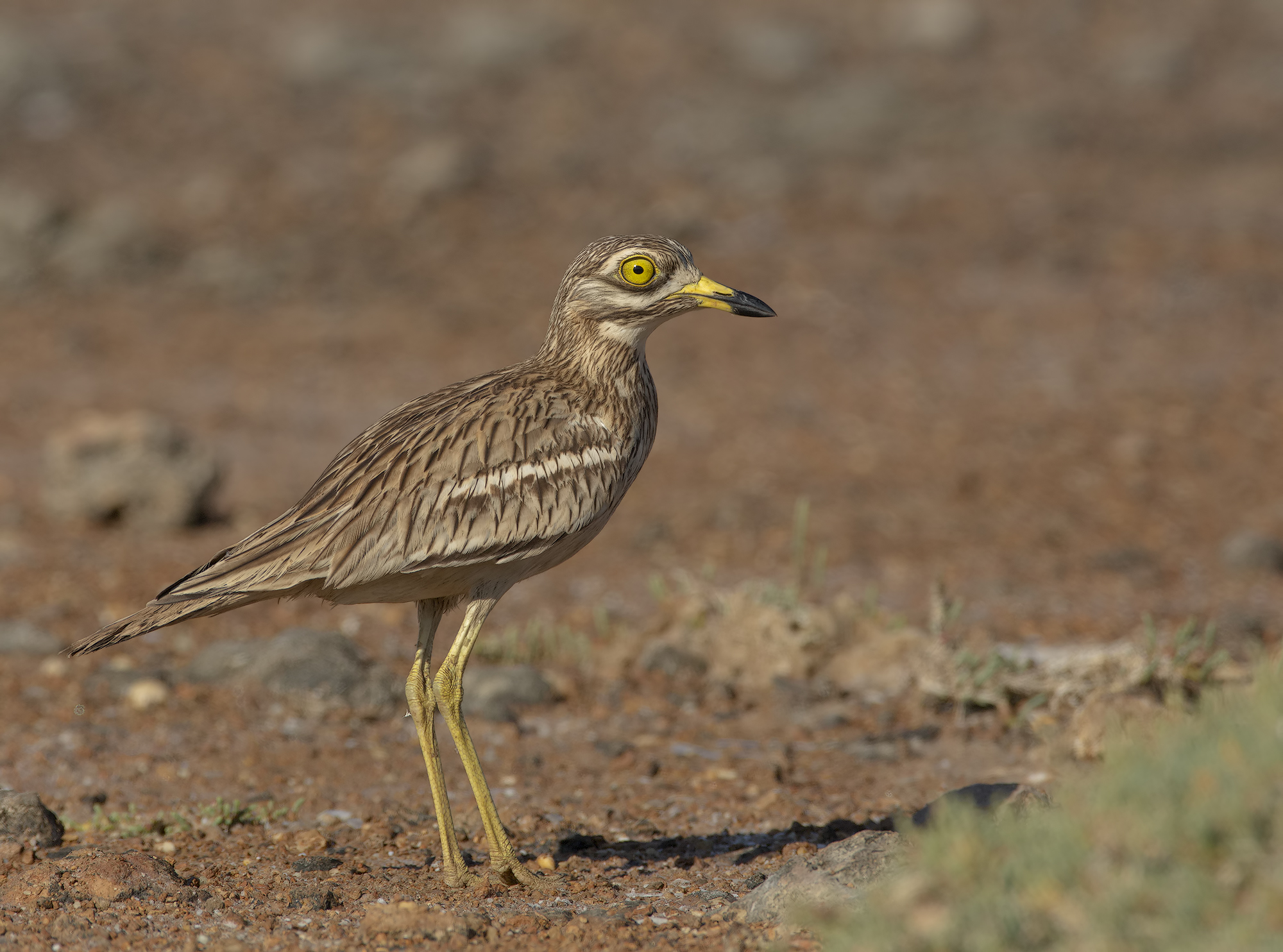 occhione...vecchio scatto