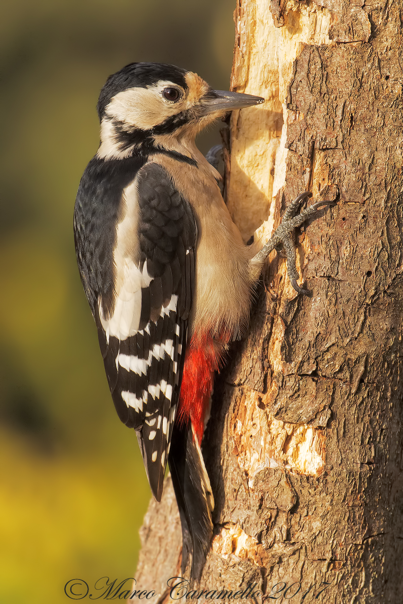 Red woodpecker