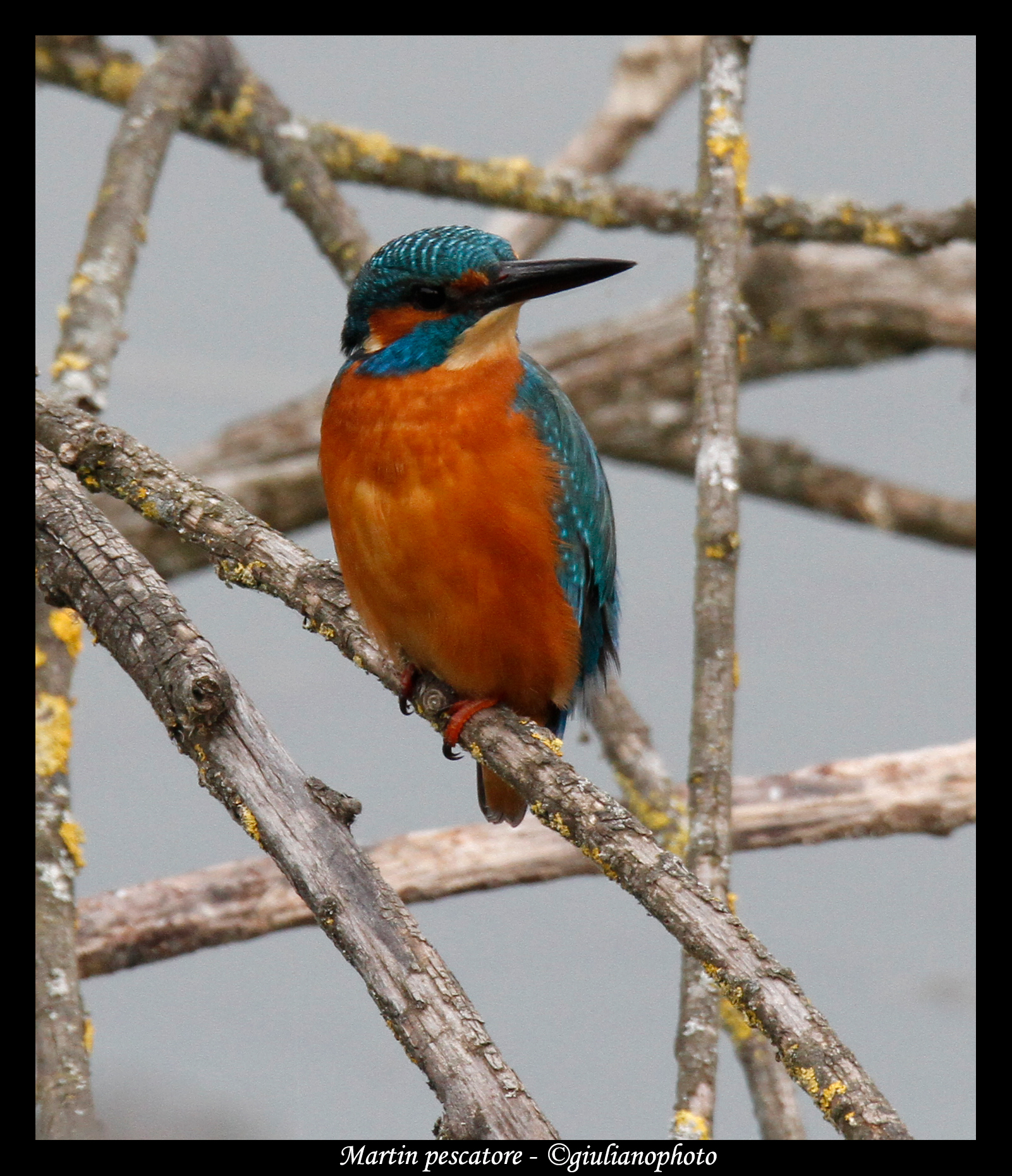Kingfisher