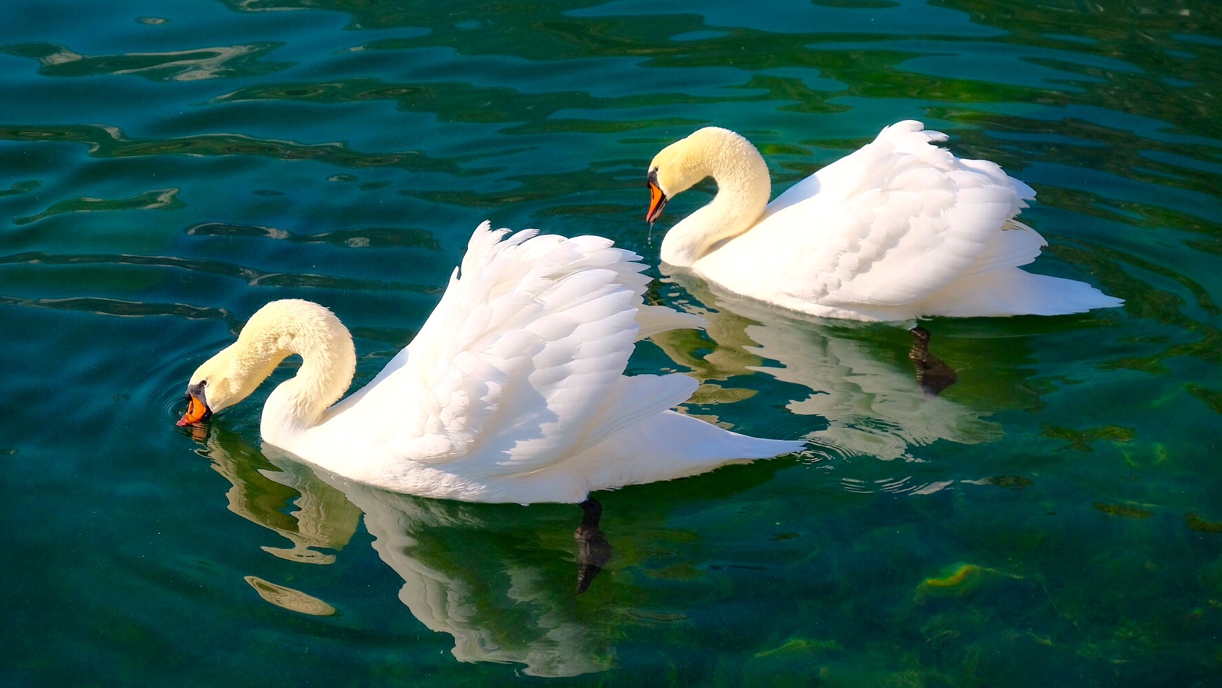 Swans in pairs