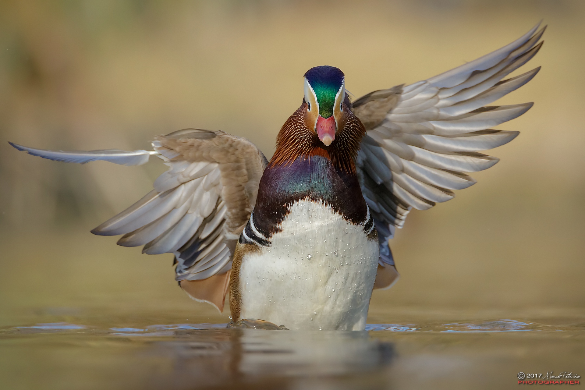 Mandarin duck (Aix galericulata)