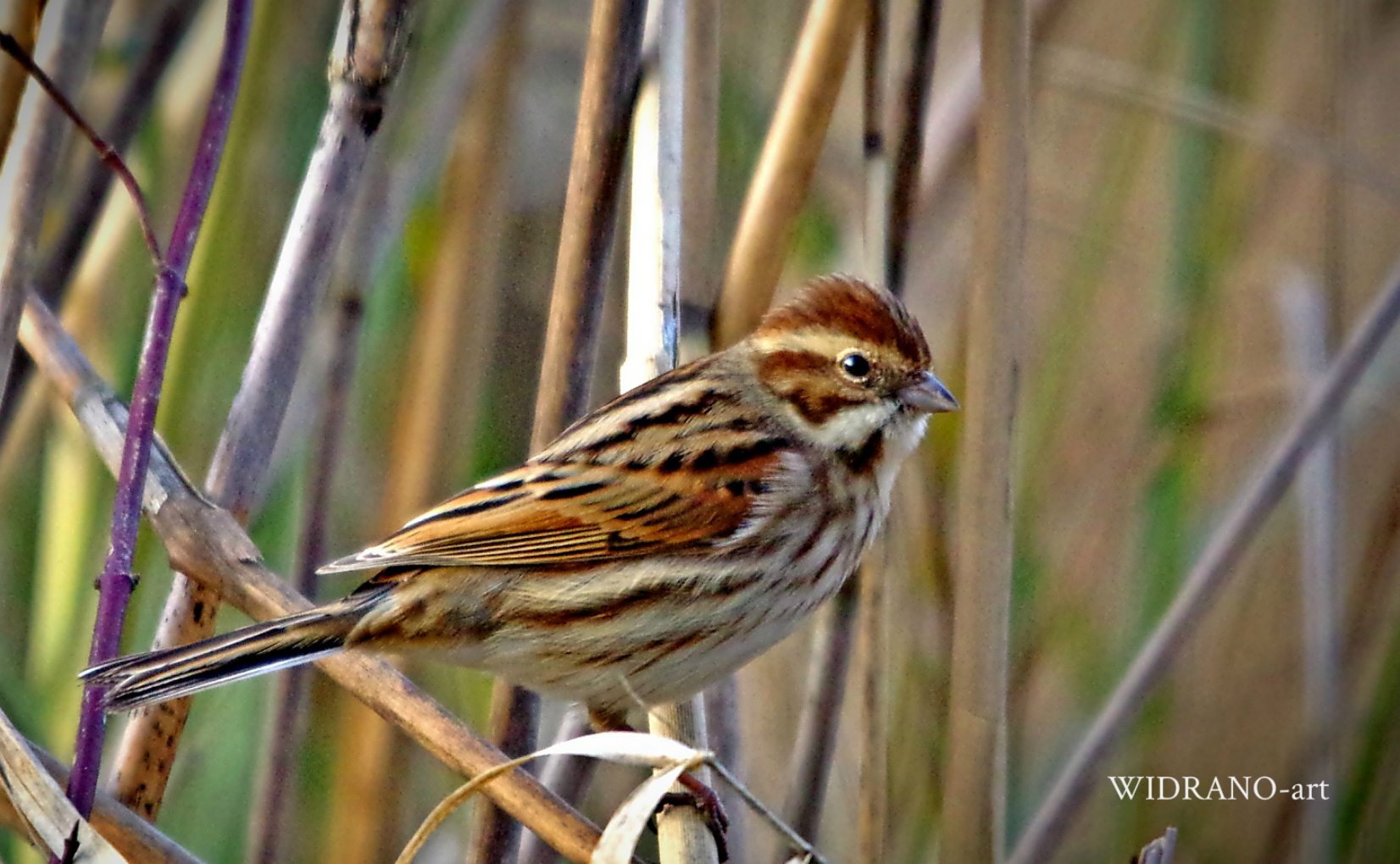 Barska strnadica (Emberiza shoeniclus)