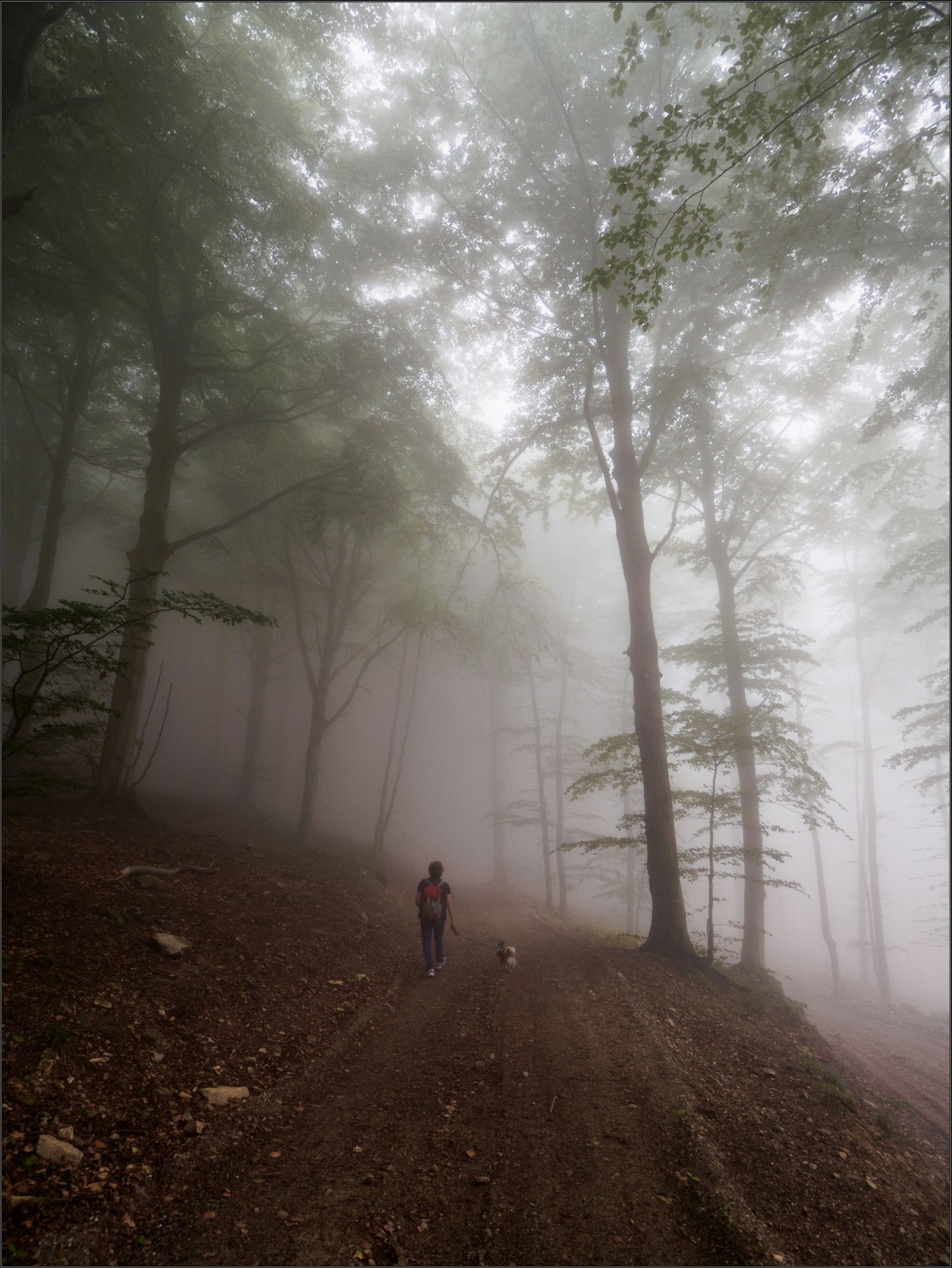 In the Melogno Beetle