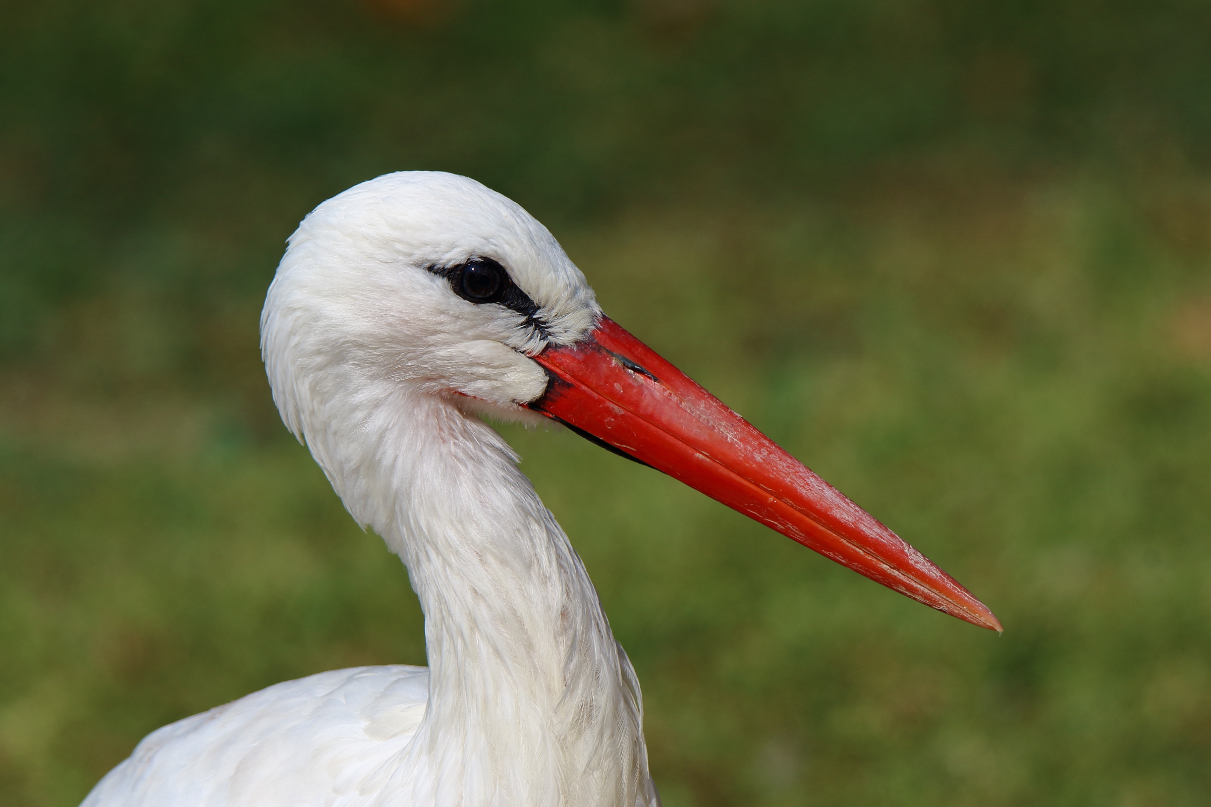 Stork