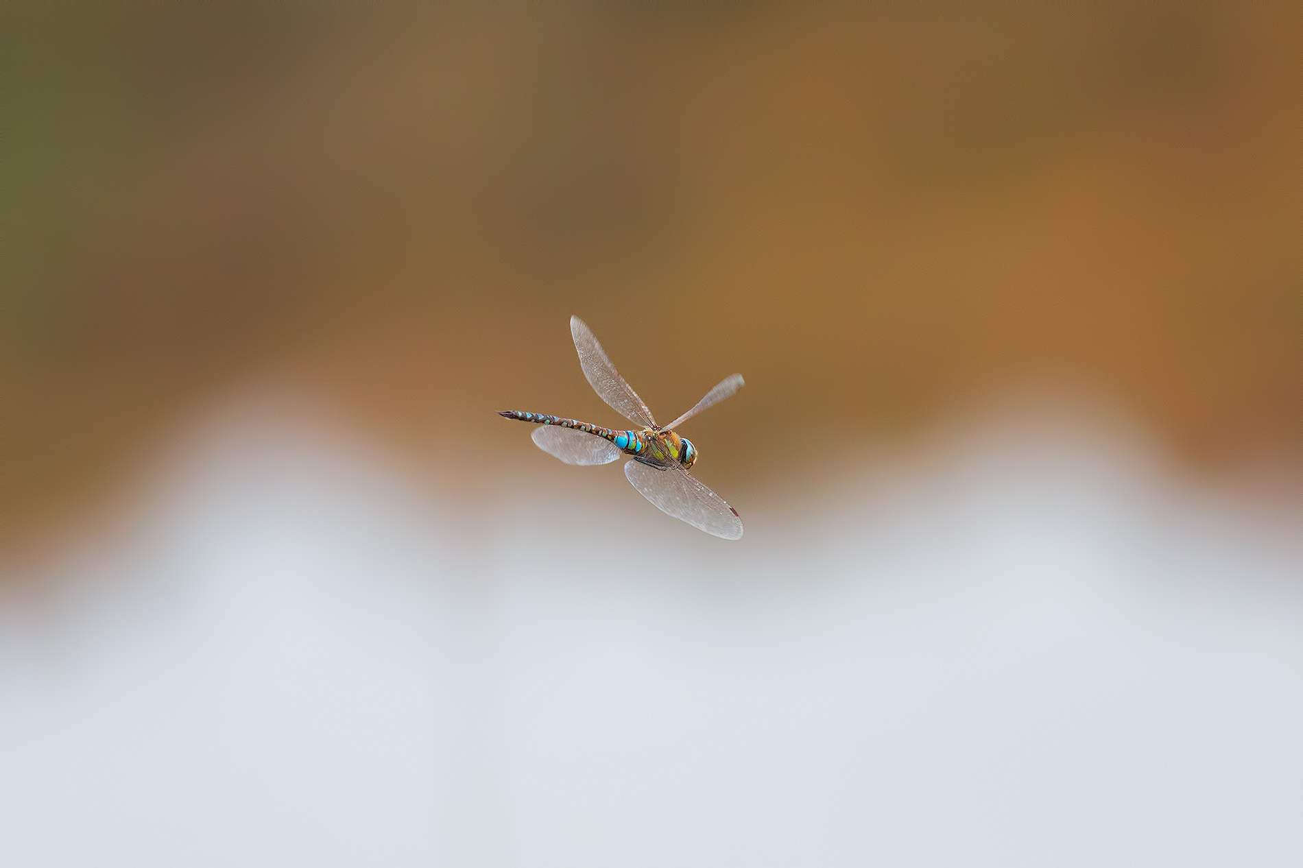 Novembrina dragonfly (this morning's shot)