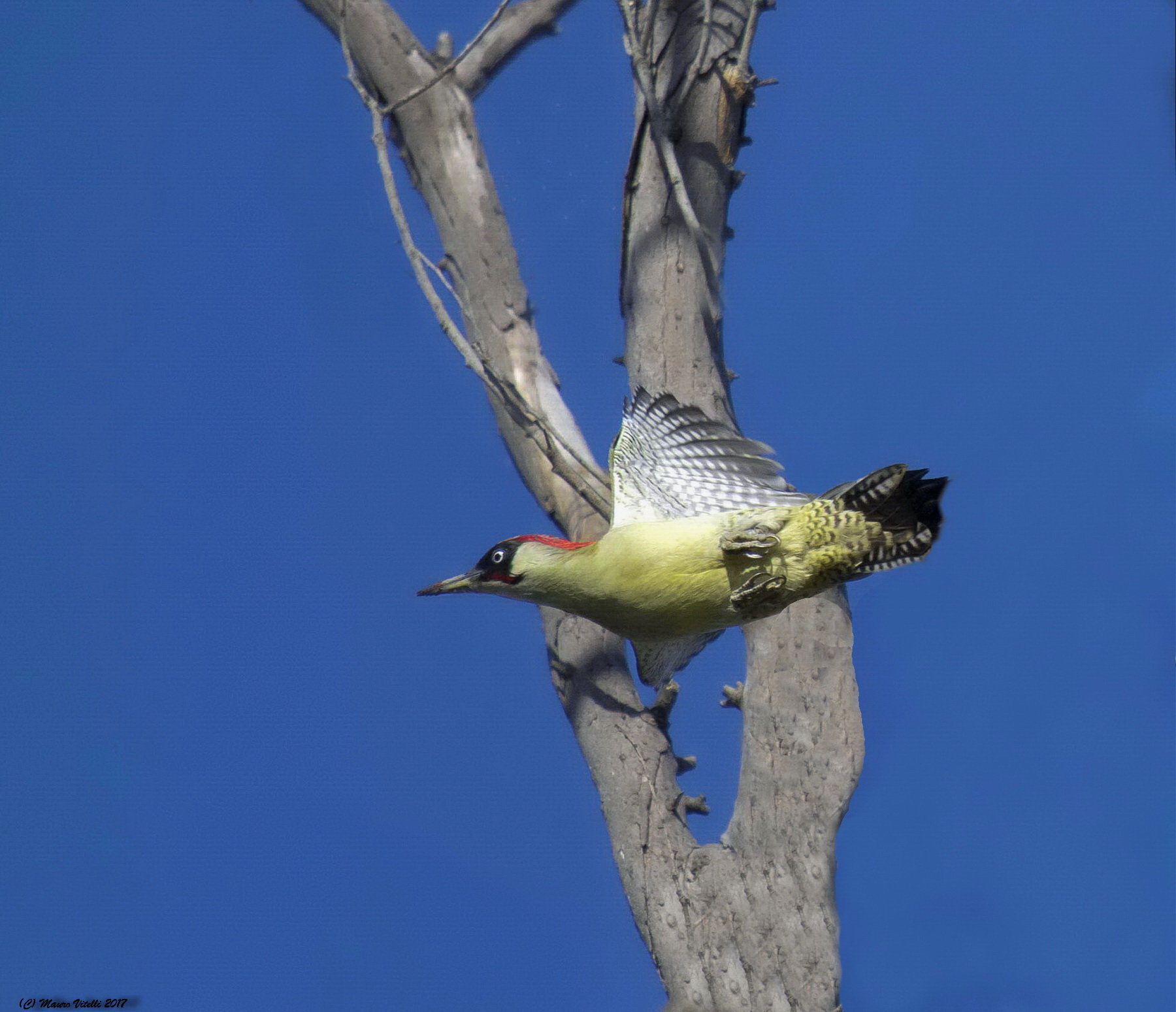 Un proiettile tra le piante (Picchio verde)
