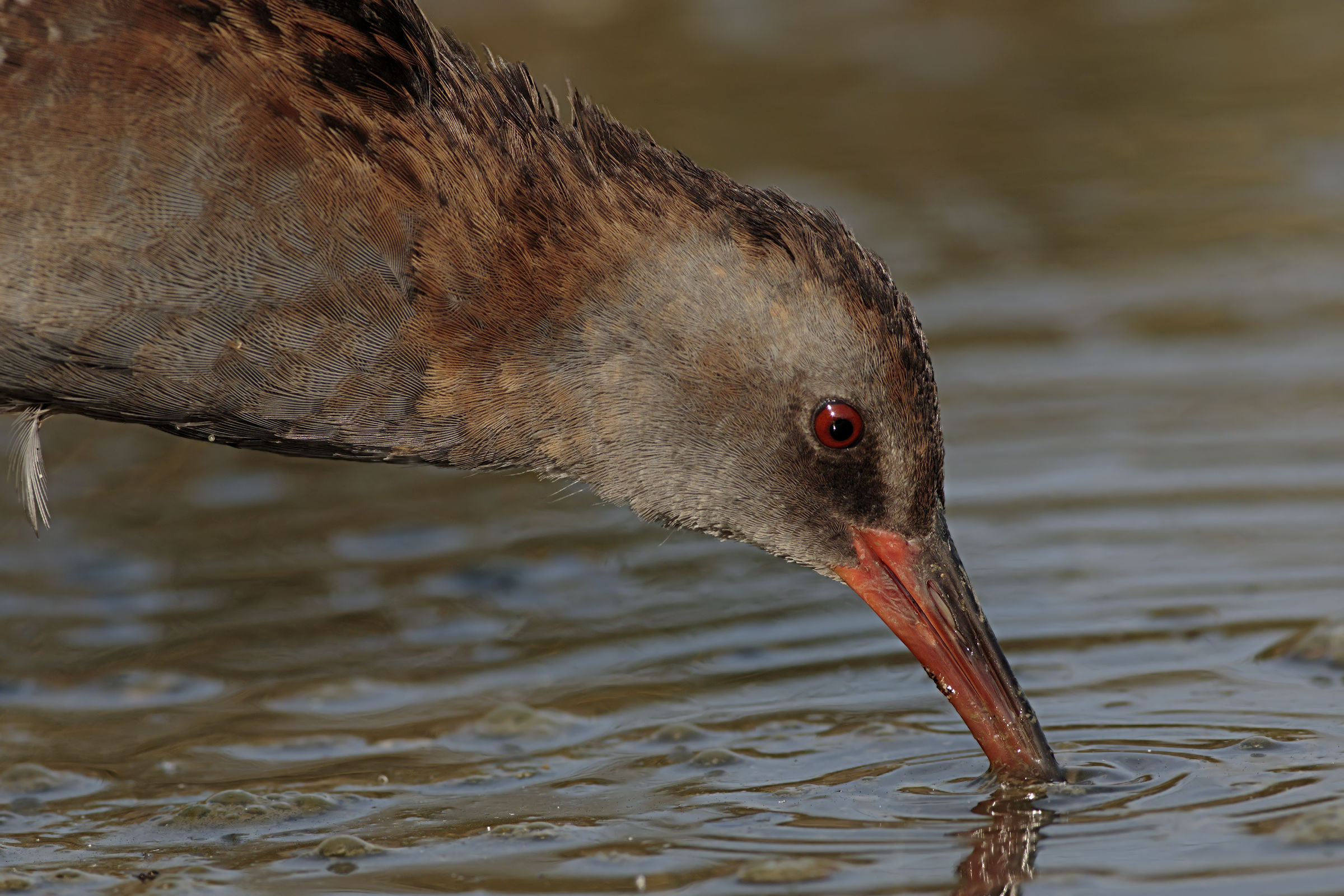 Water Rail