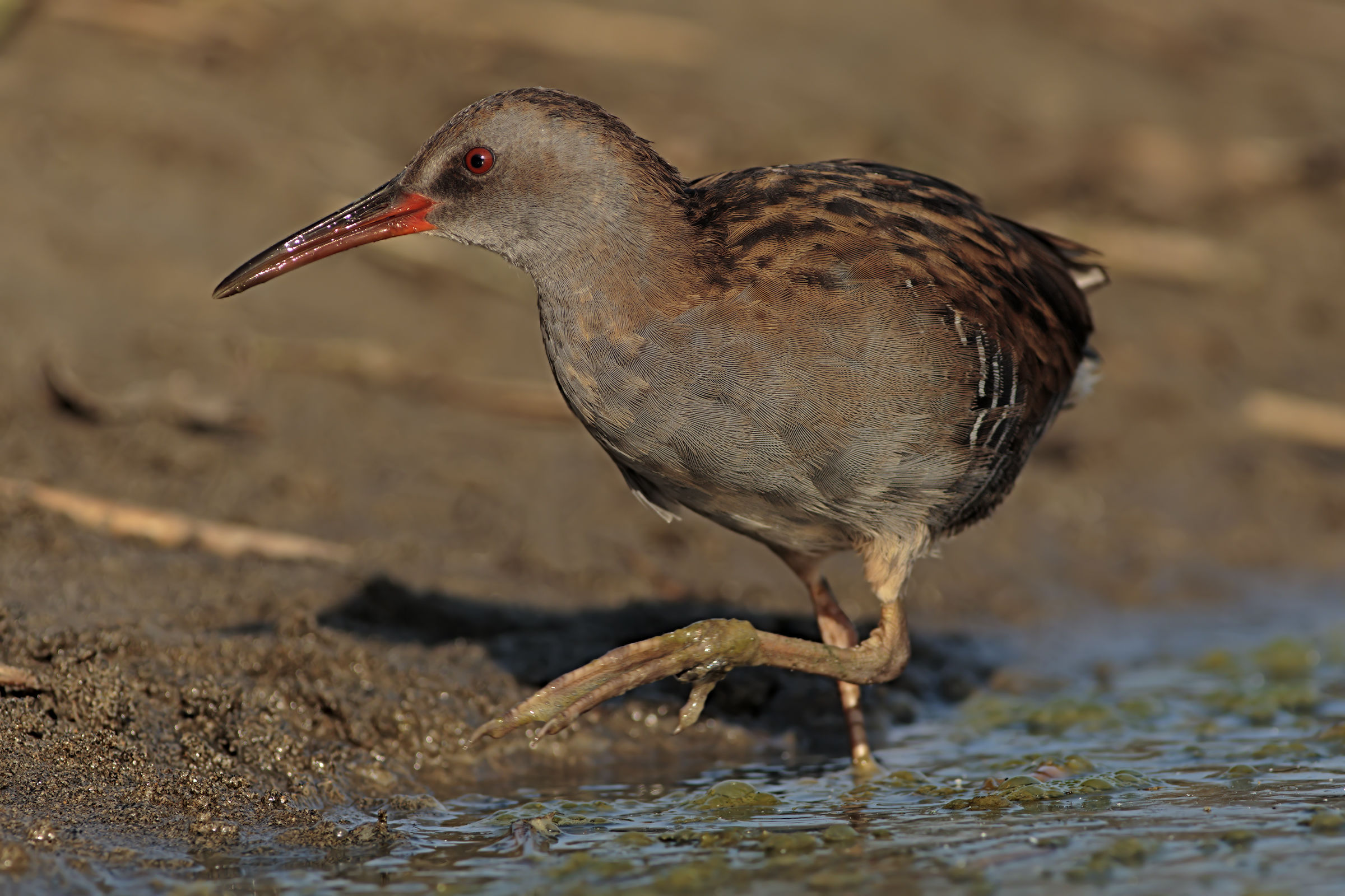 Water Rail