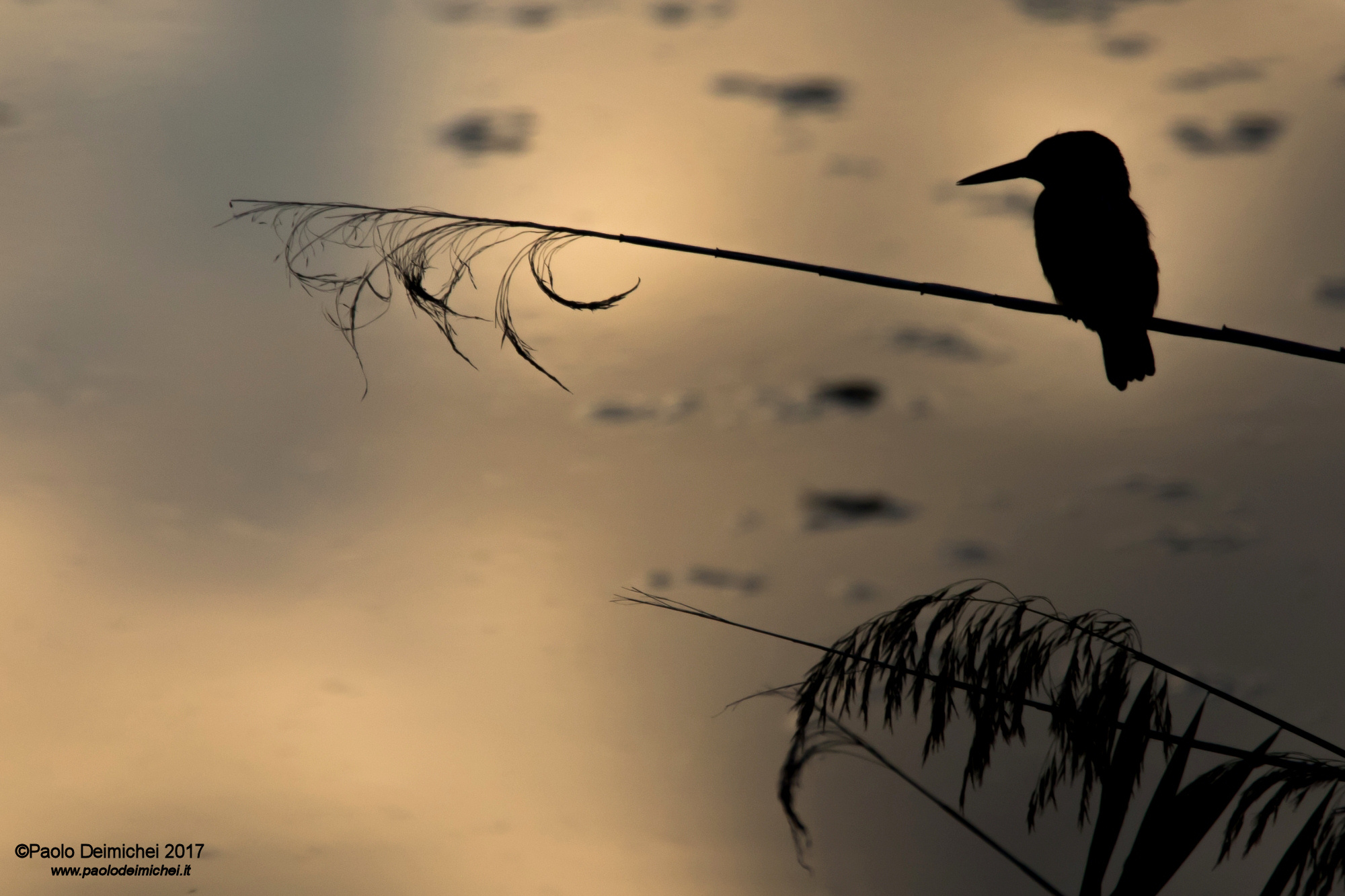 Martin pescatore in controluce