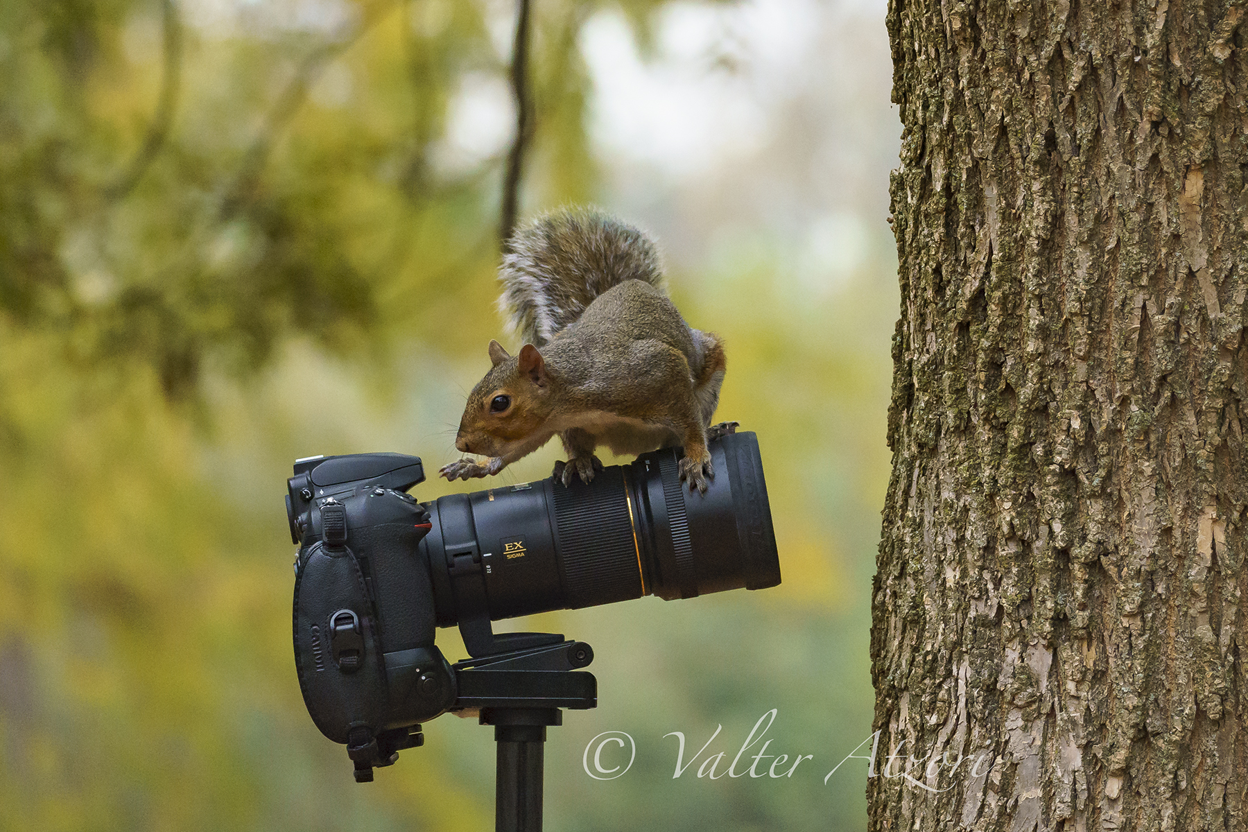 Now I try to take a picture