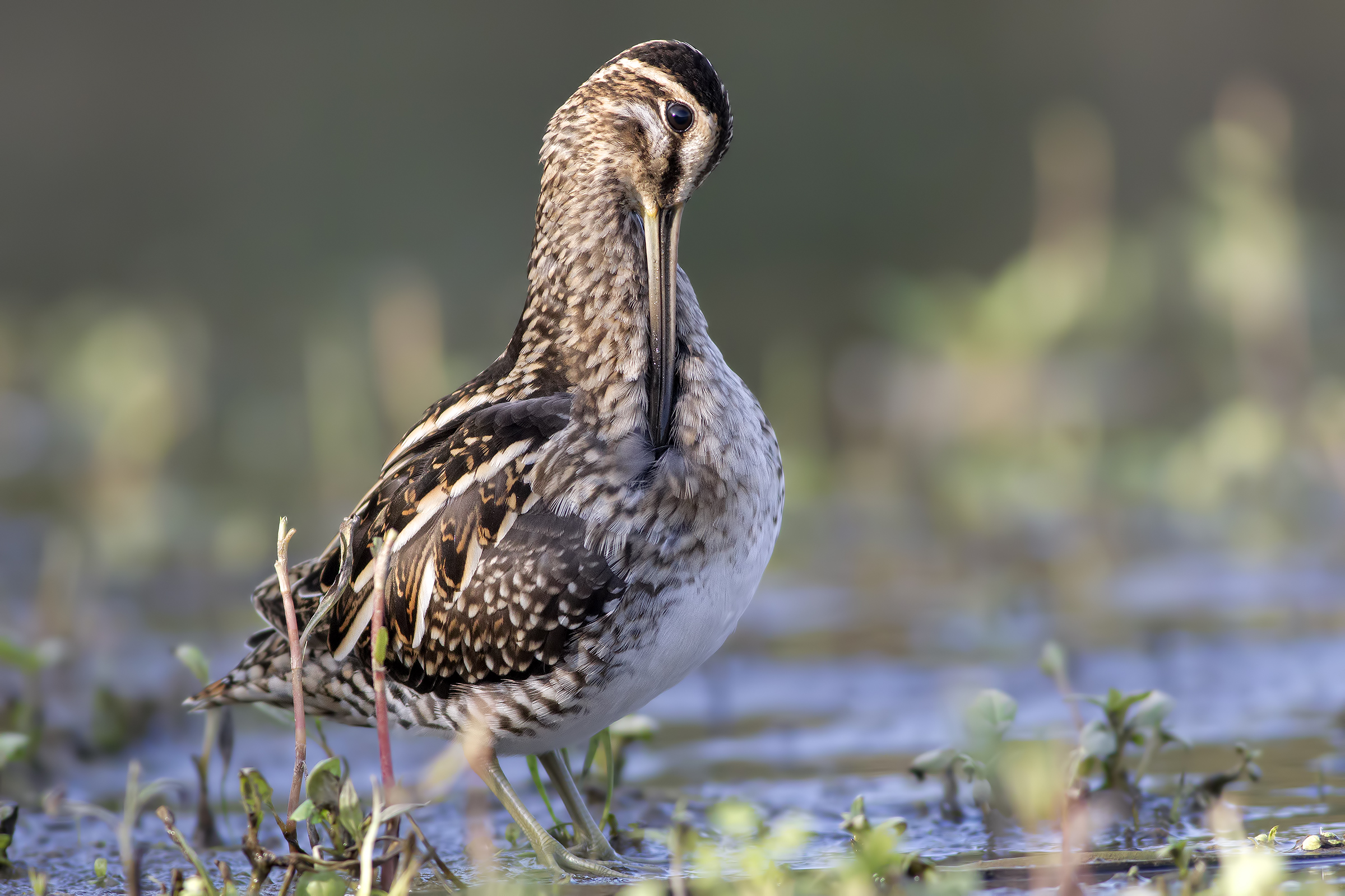 La toletta del Beccaccino