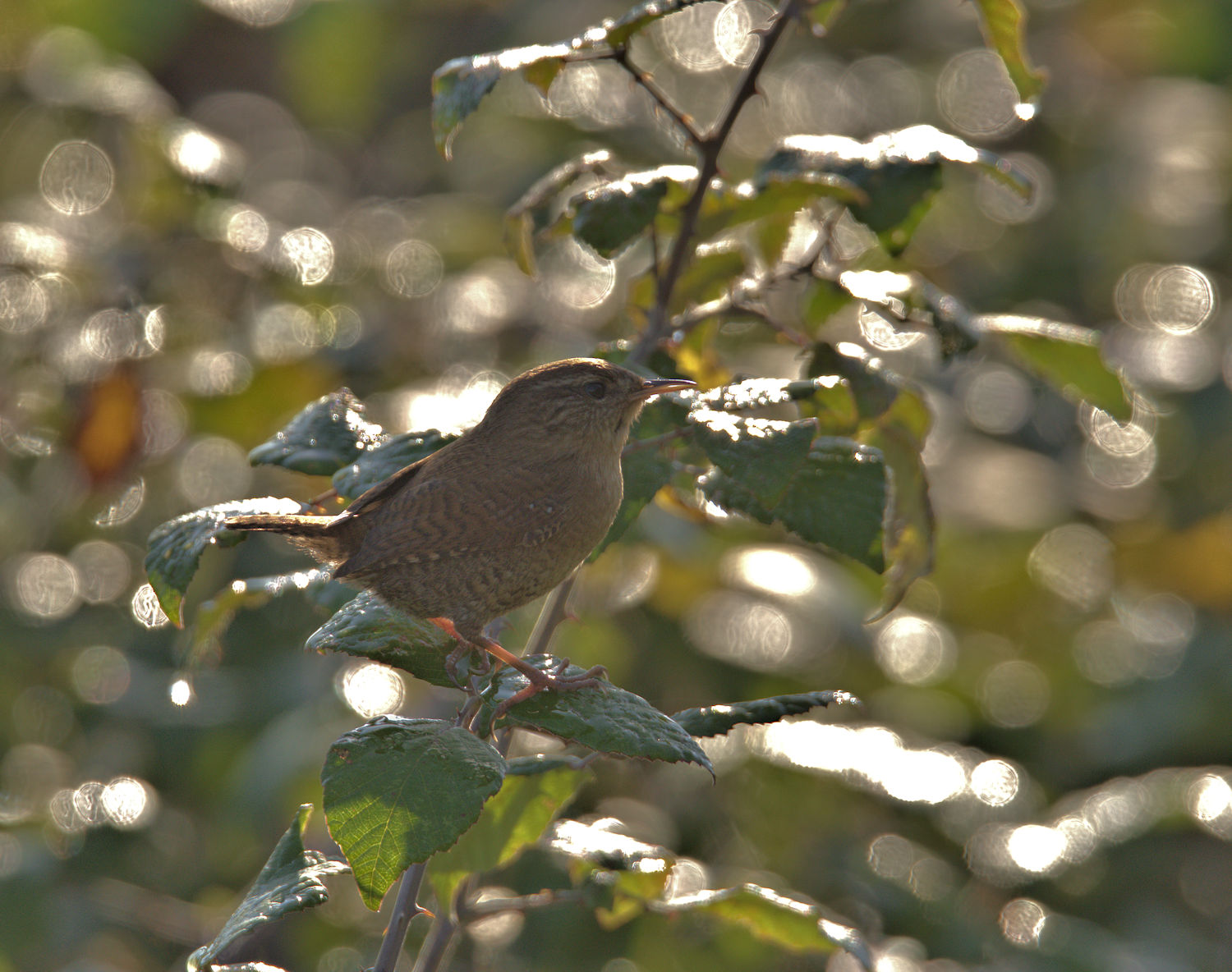 Wren