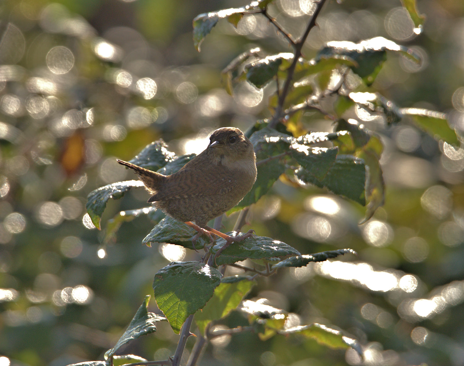 Wren