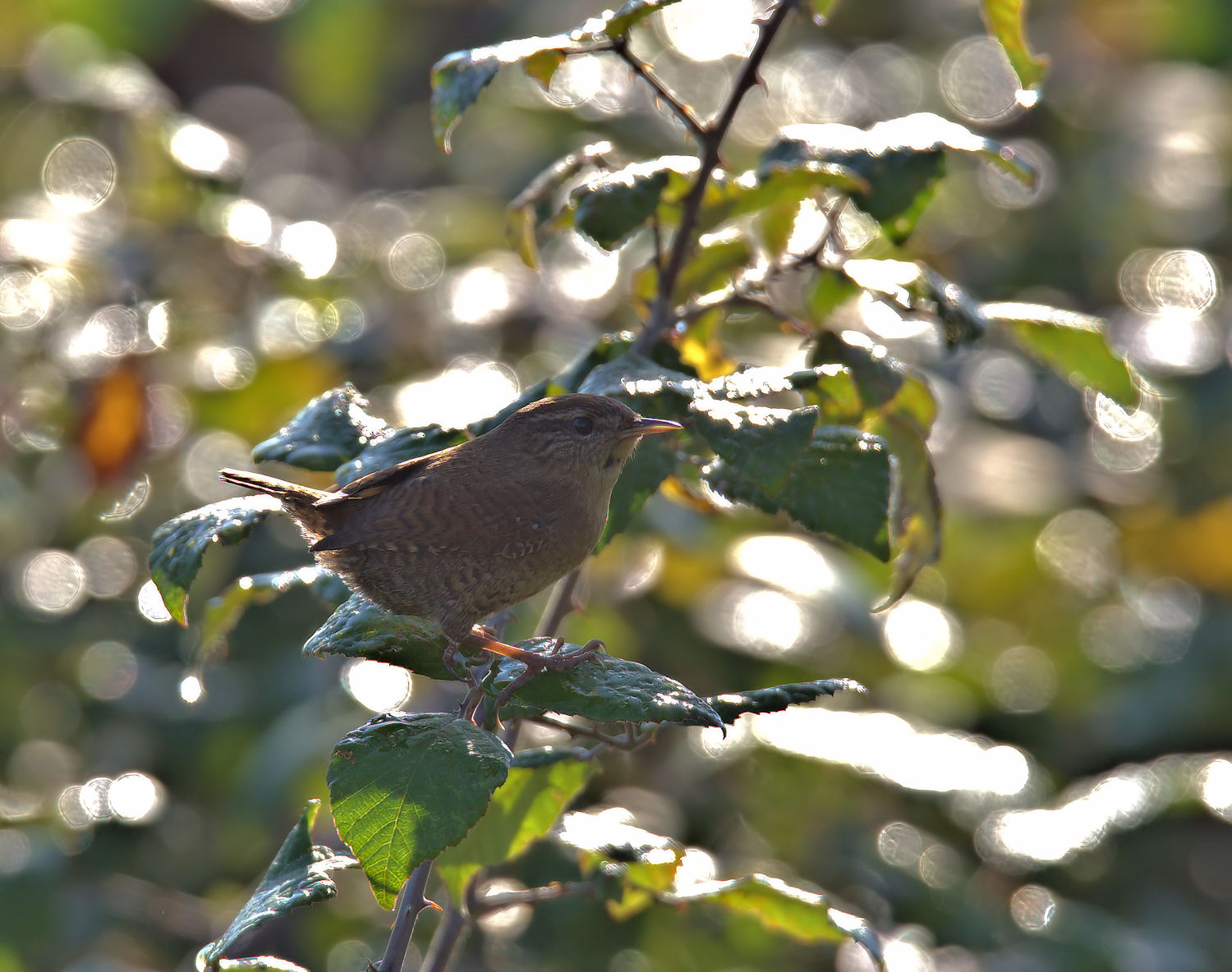 Wren