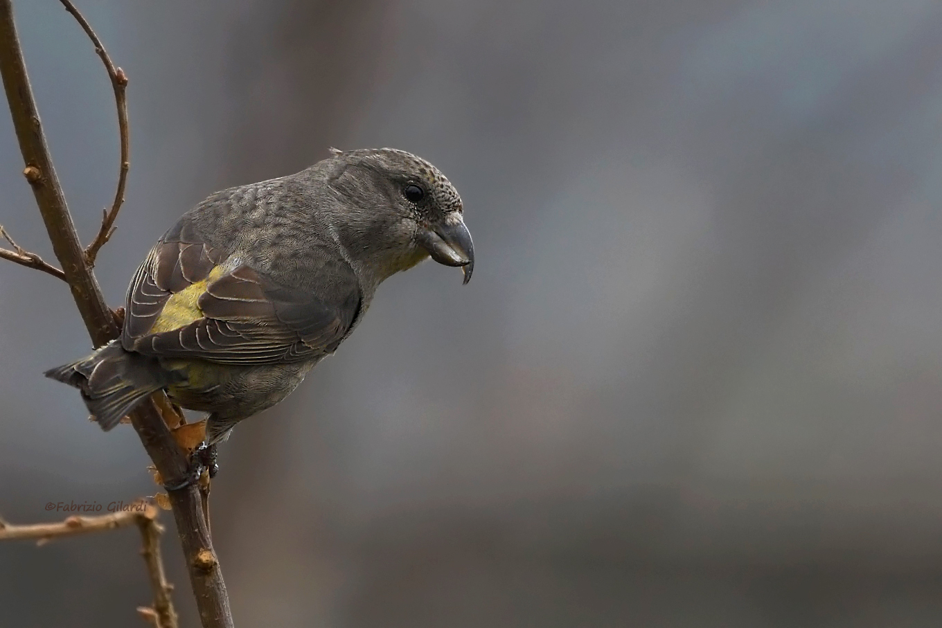 Cruises (Loxia curvirostra)